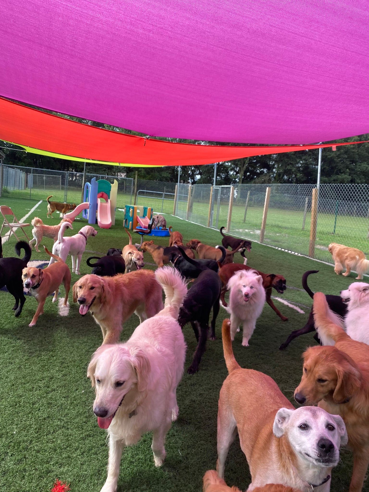 All Seasons Pet Resort Photo Gallery Freehold, NJ