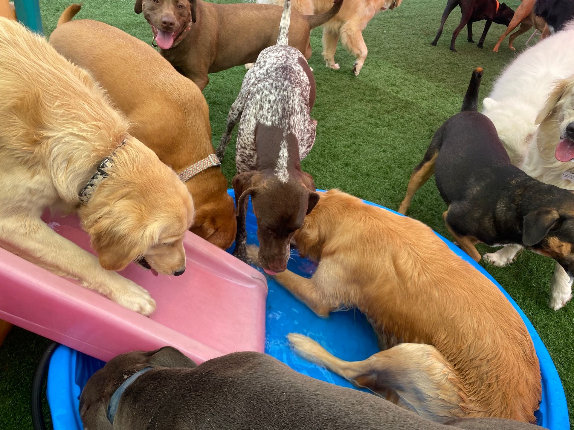 All Seasons Pet Resort Photo Gallery Freehold, NJ