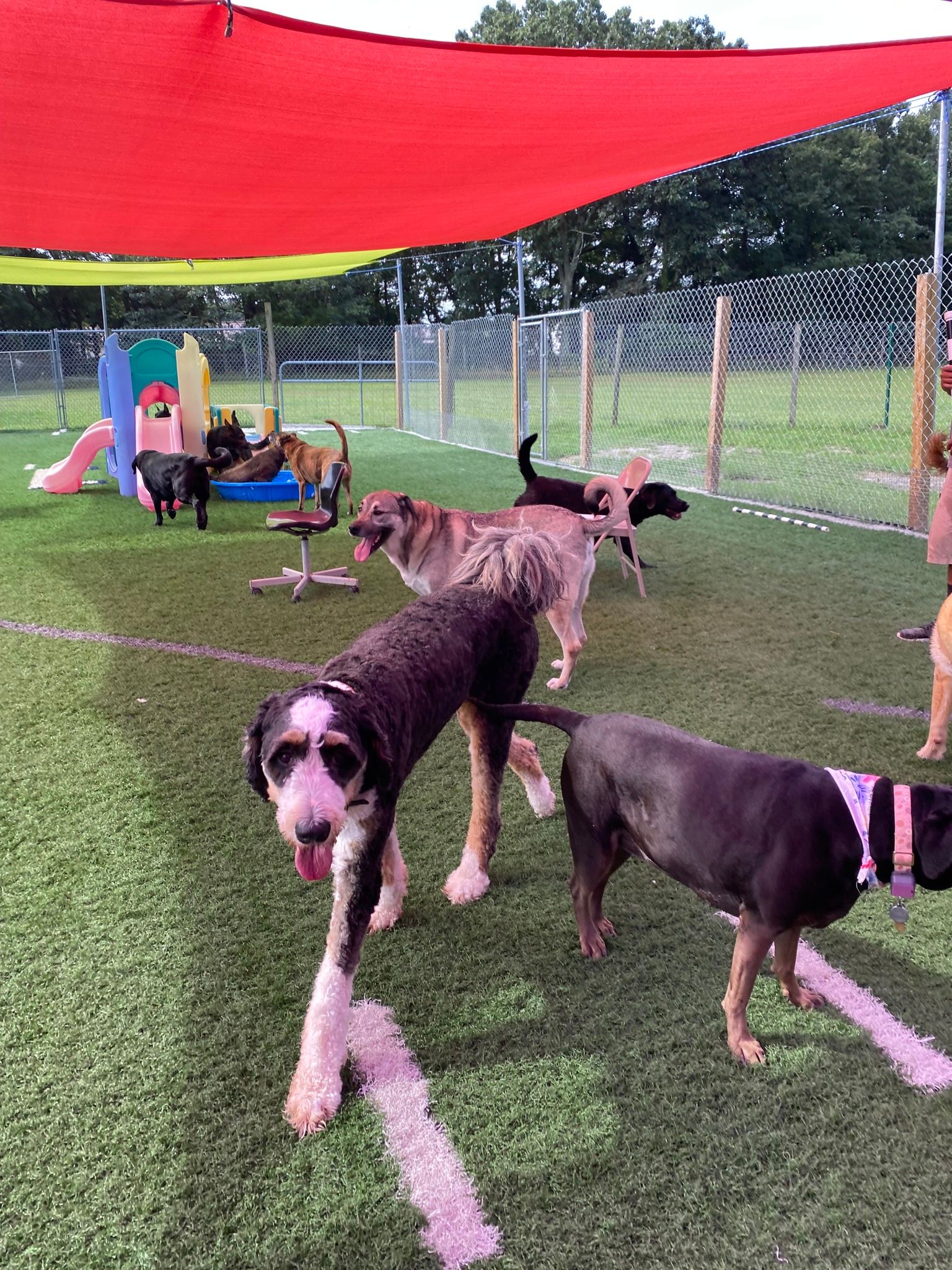 All Seasons Pet Resort Photo Gallery Freehold, NJ