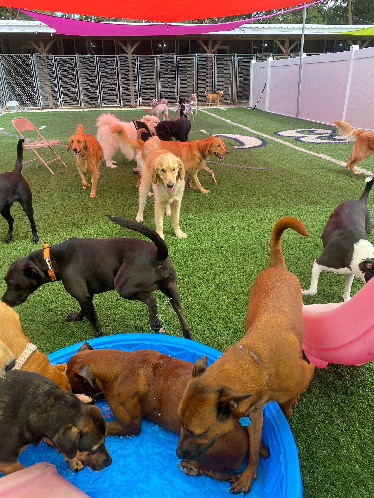 All Seasons Pet Resort Photo Gallery Freehold, NJ