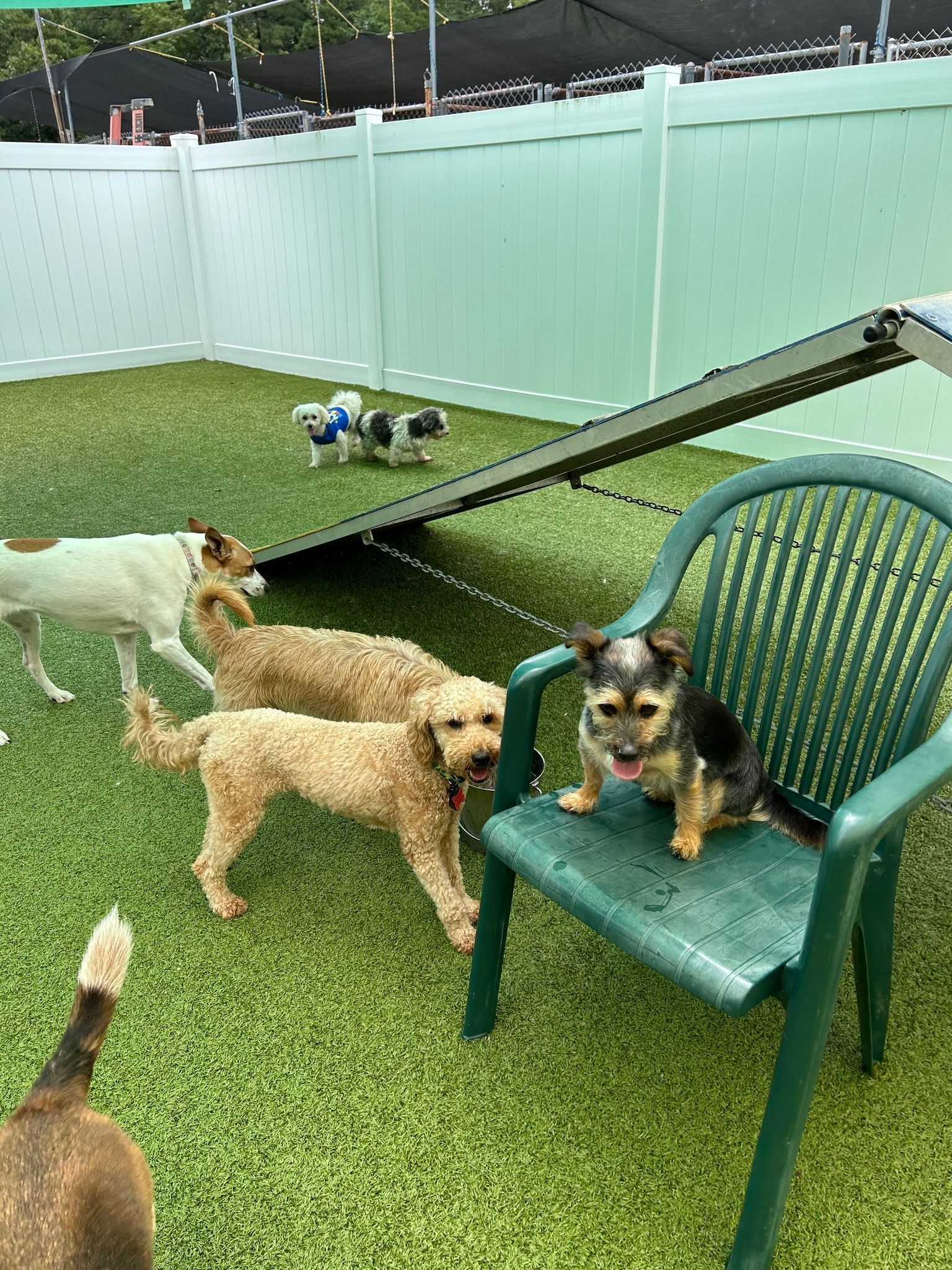 All Seasons Pet Resort Photo Gallery Freehold, NJ