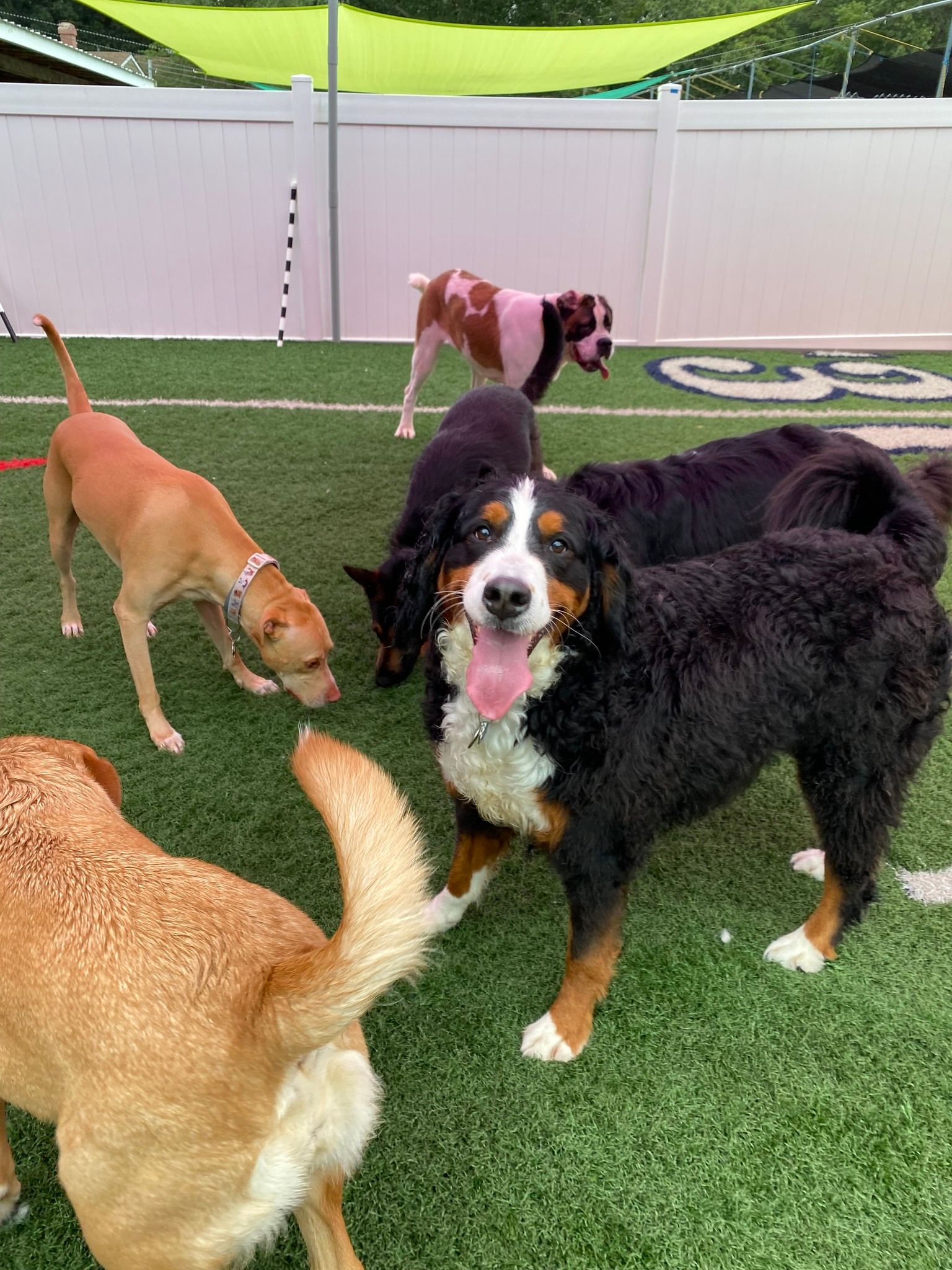 All Seasons Pet Resort Photo Gallery Freehold, NJ