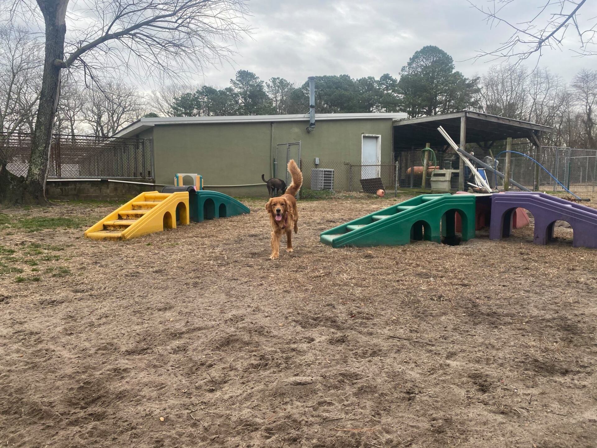 All Seasons Pet Resort Photo Gallery Freehold, NJ