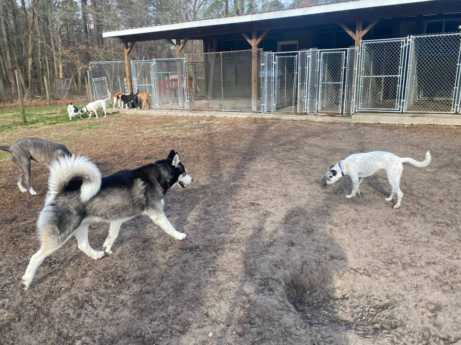 All Seasons Pet Resort Photo Gallery Freehold, NJ