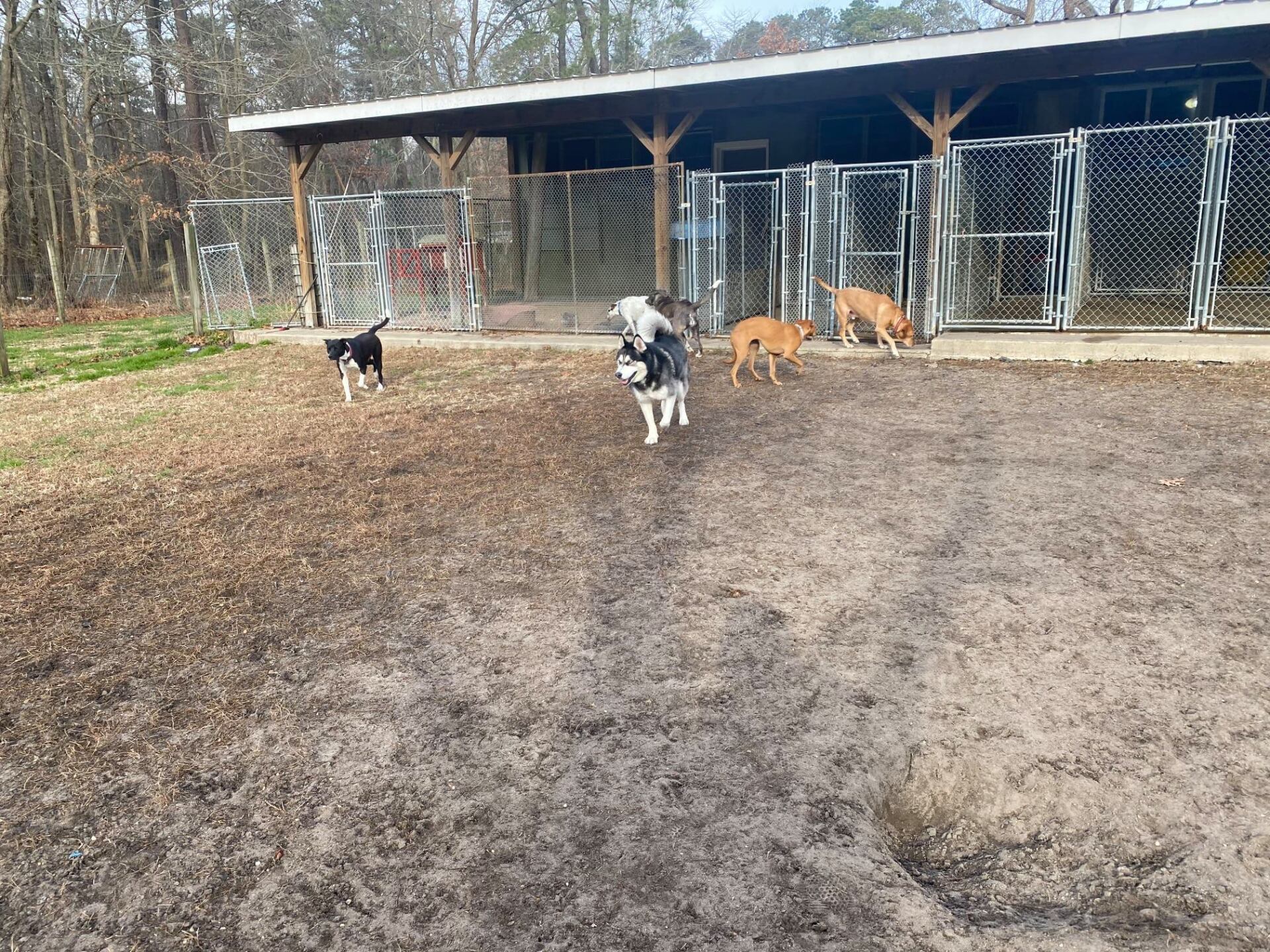 All Seasons Pet Resort Photo Gallery Freehold, NJ