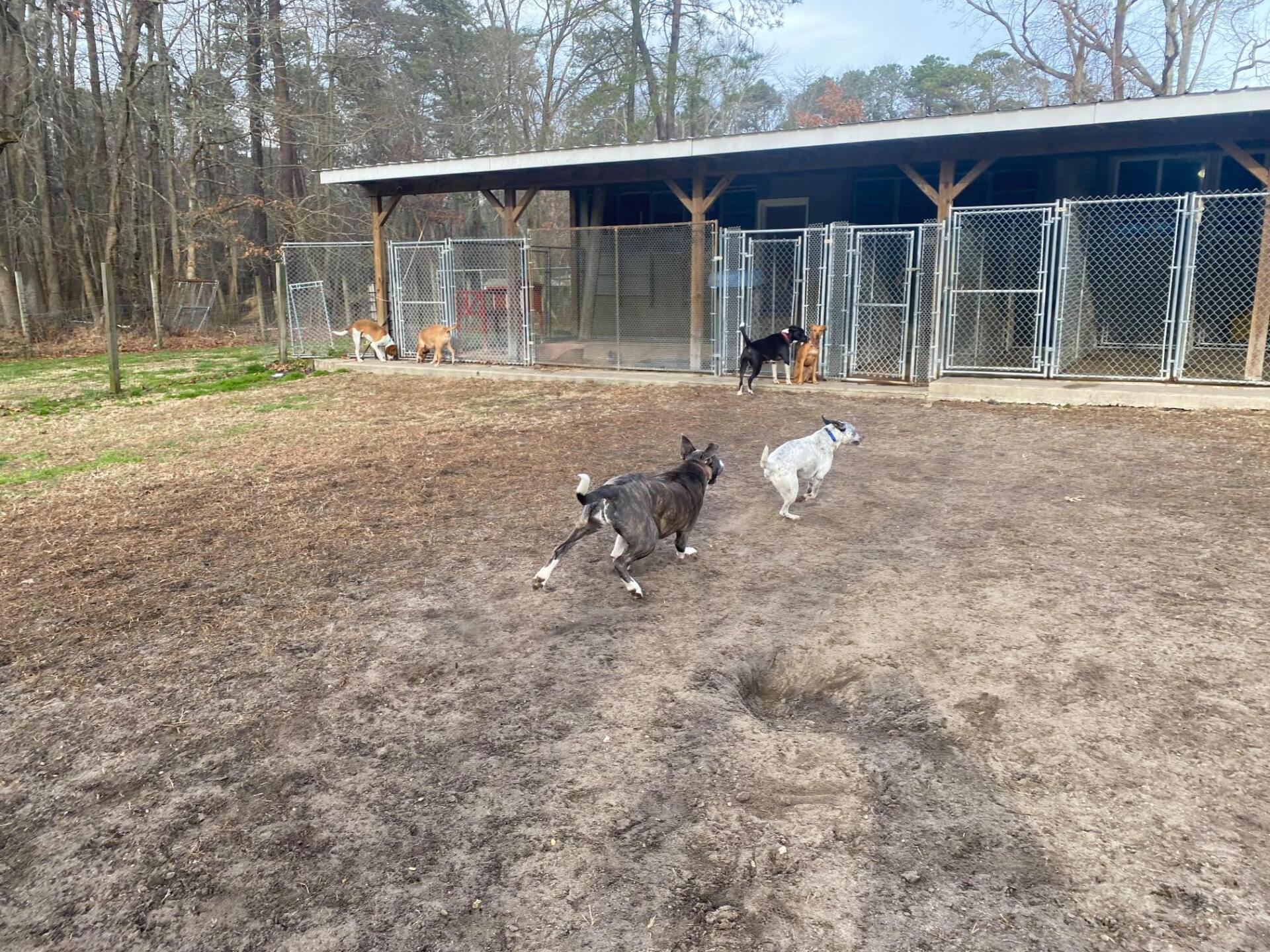 All Seasons Pet Resort Photo Gallery Freehold, NJ