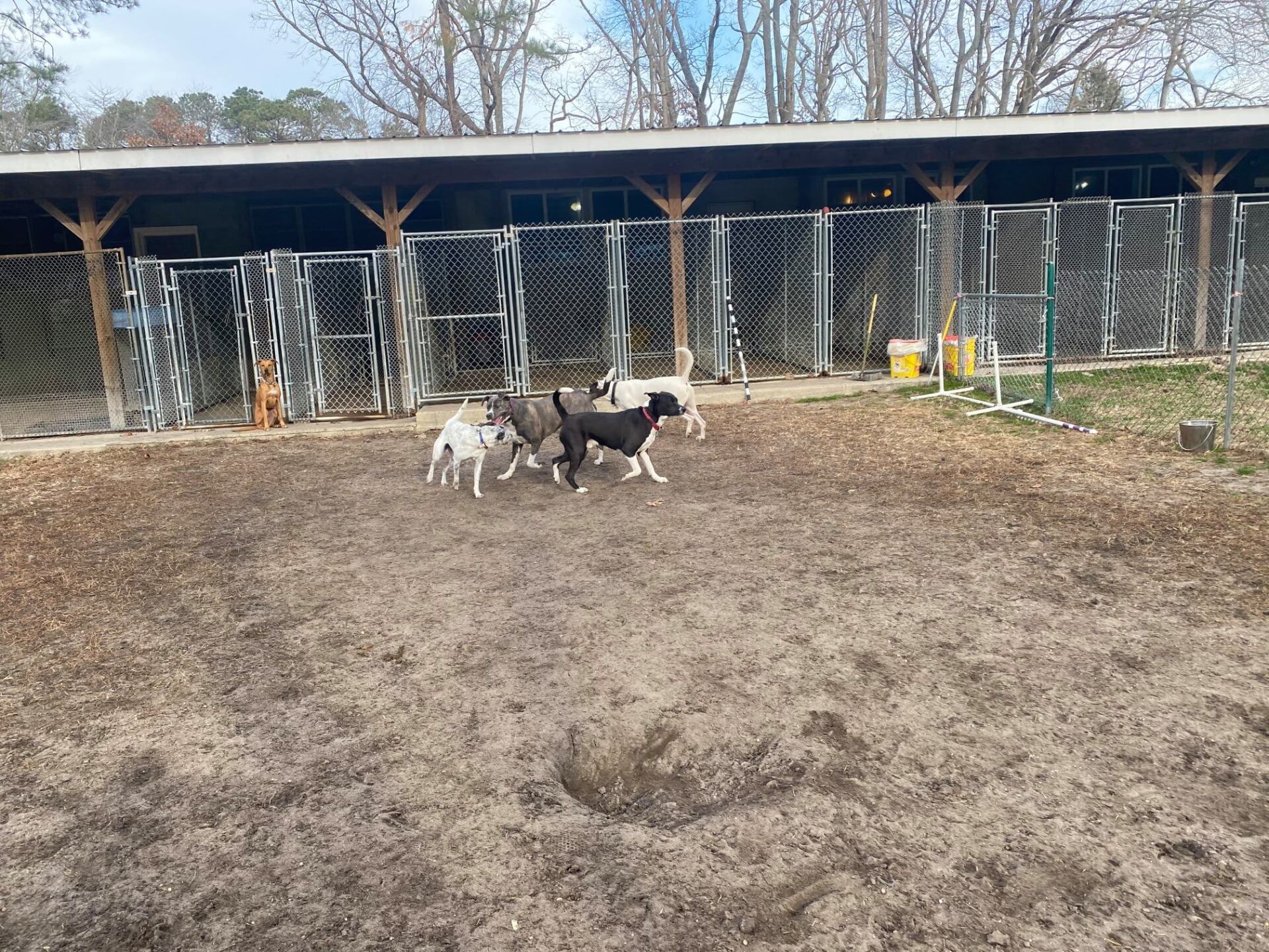 All Seasons Pet Resort Photo Gallery Freehold, NJ