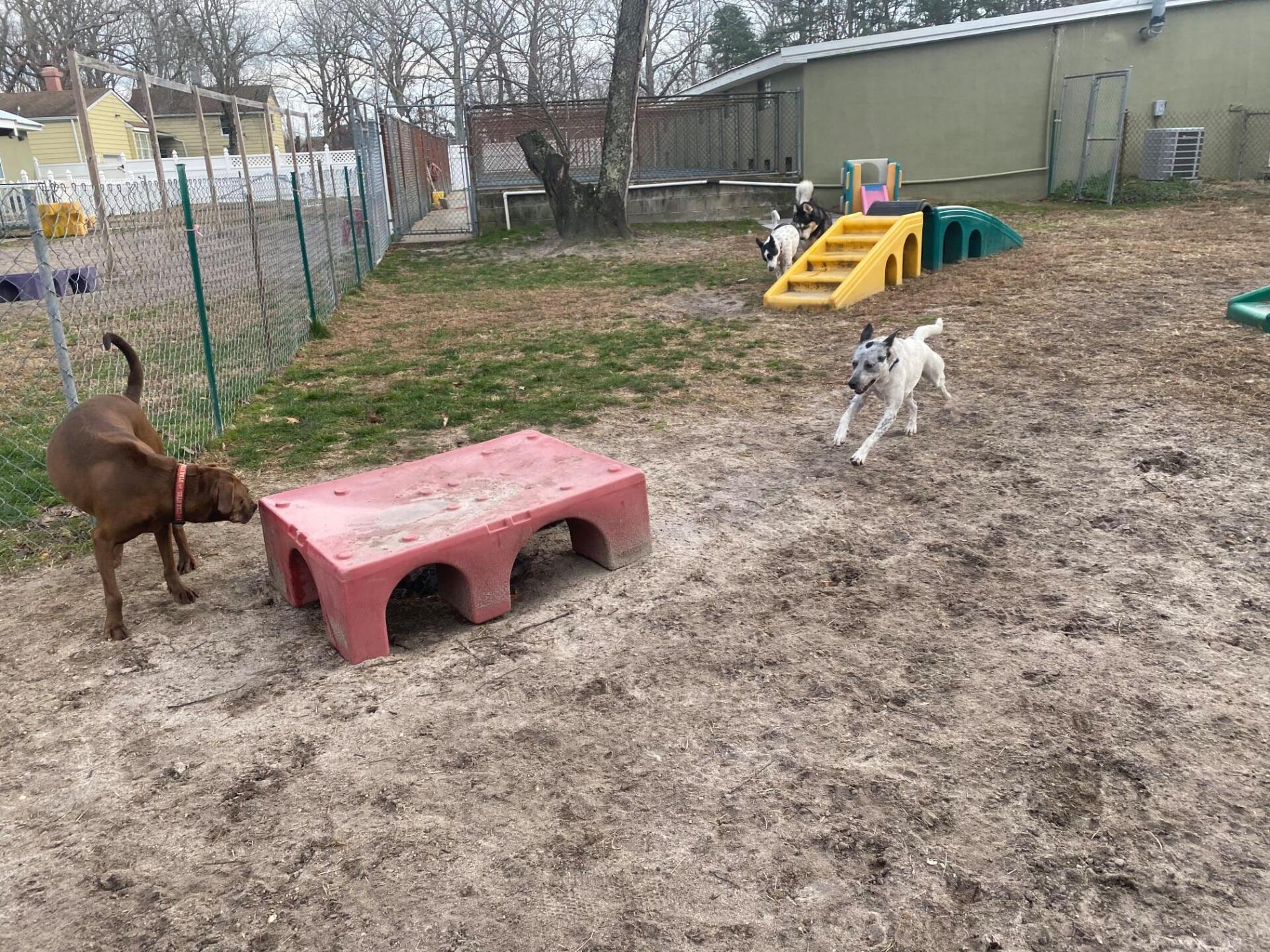 All Seasons Pet Resort Photo Gallery Freehold, NJ