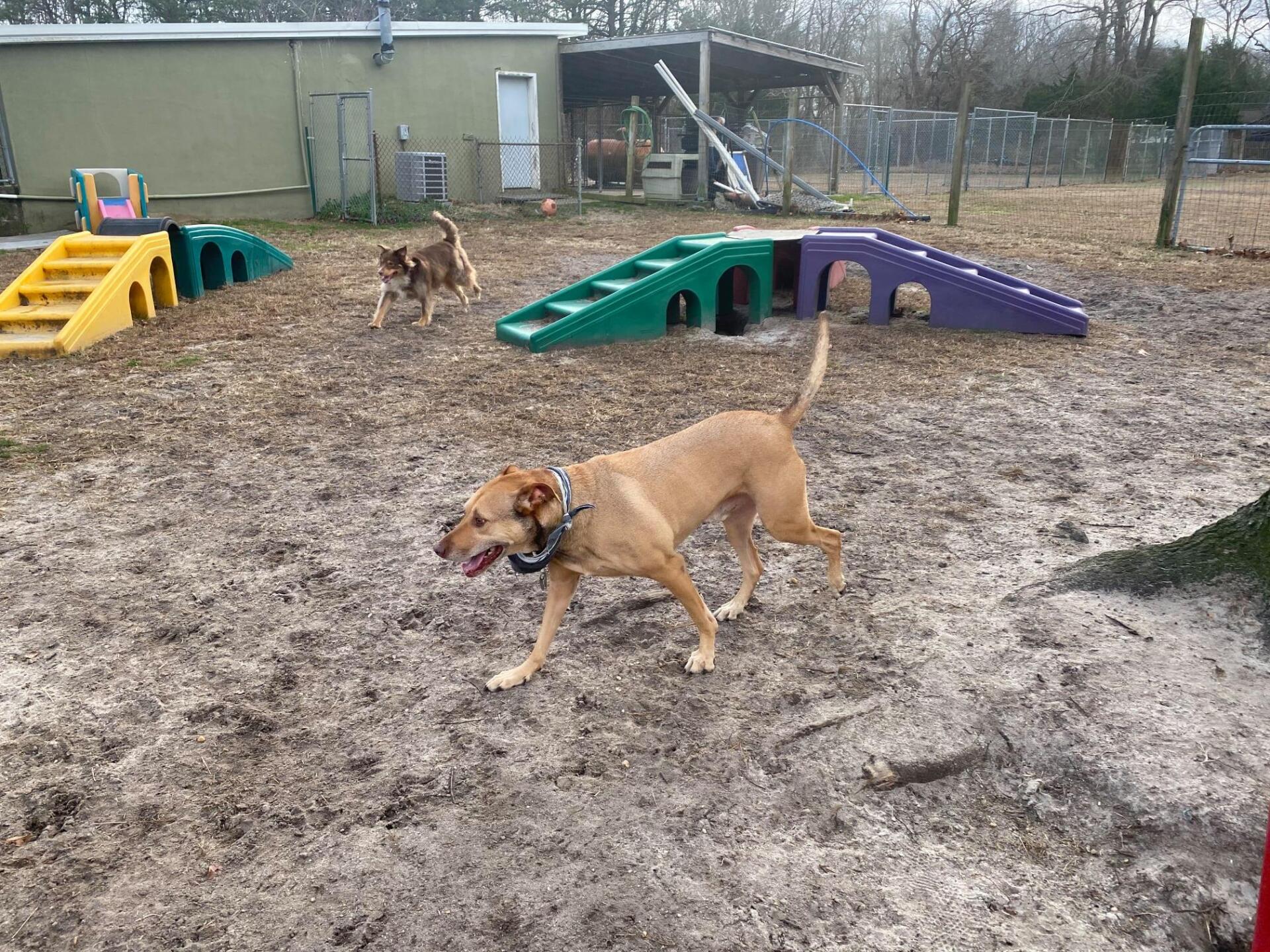 All Seasons Pet Resort Photo Gallery Freehold, NJ