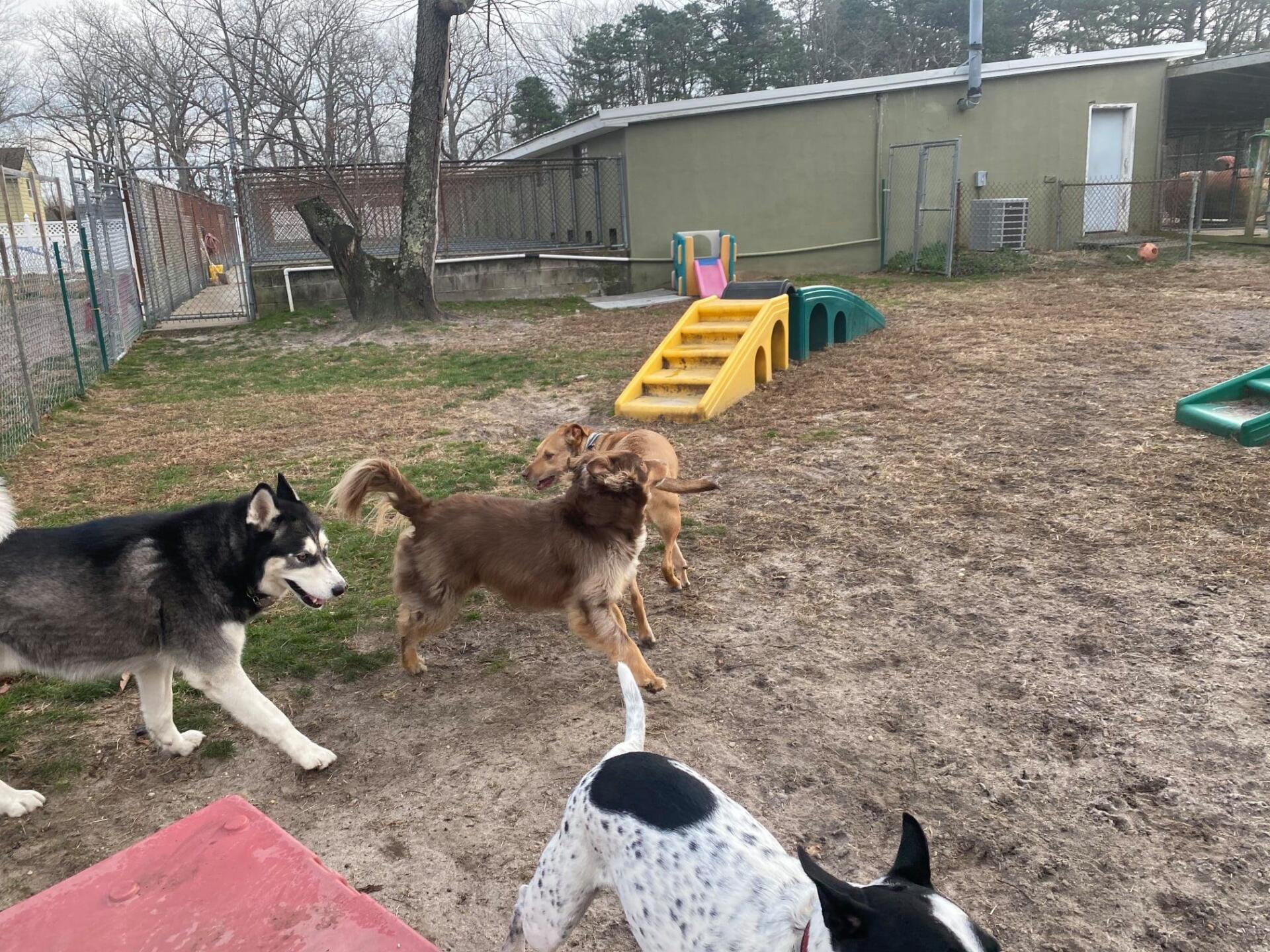 All Seasons Pet Resort Photo Gallery Freehold, NJ