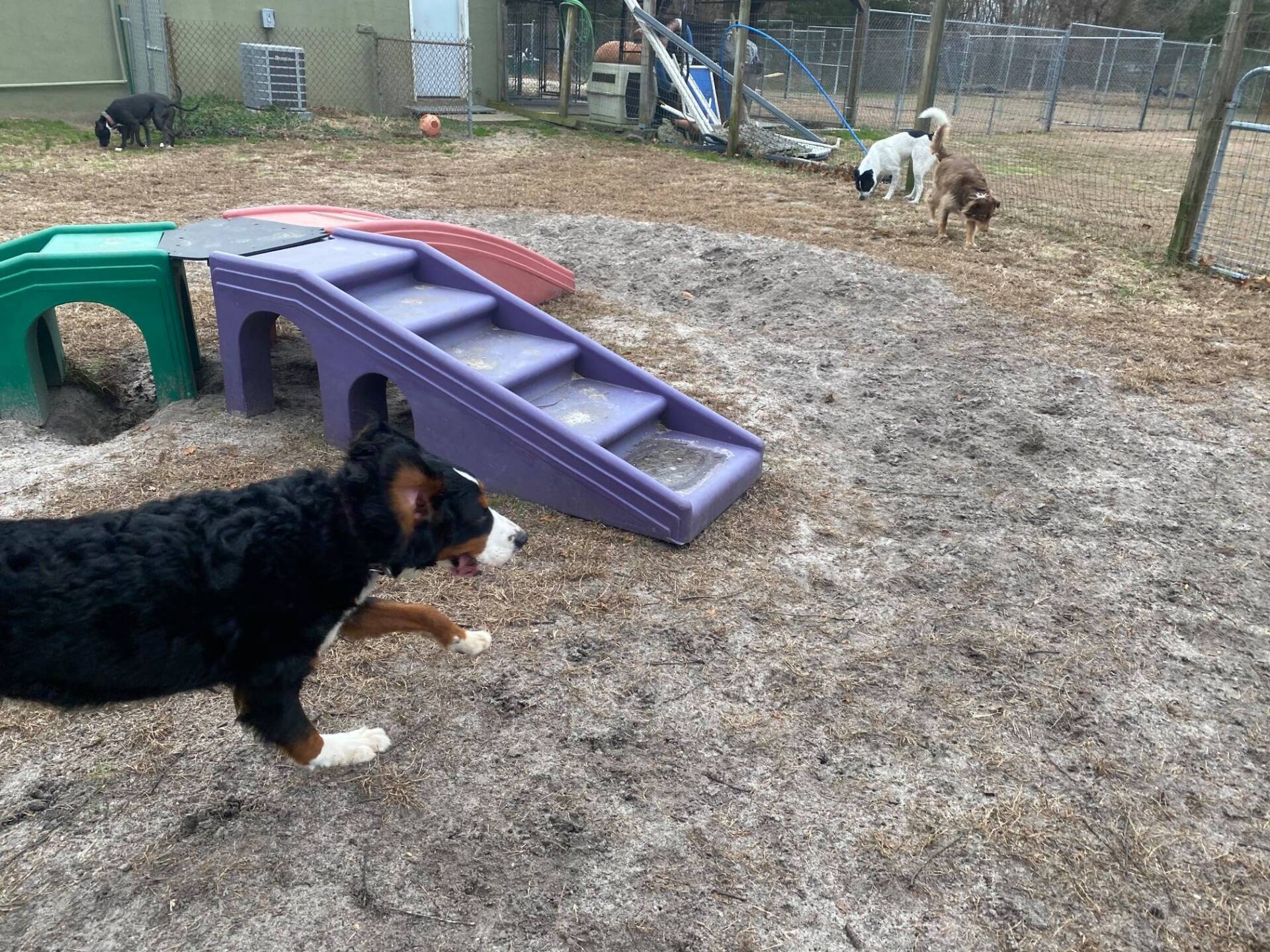 All Seasons Pet Resort Photo Gallery Freehold, NJ