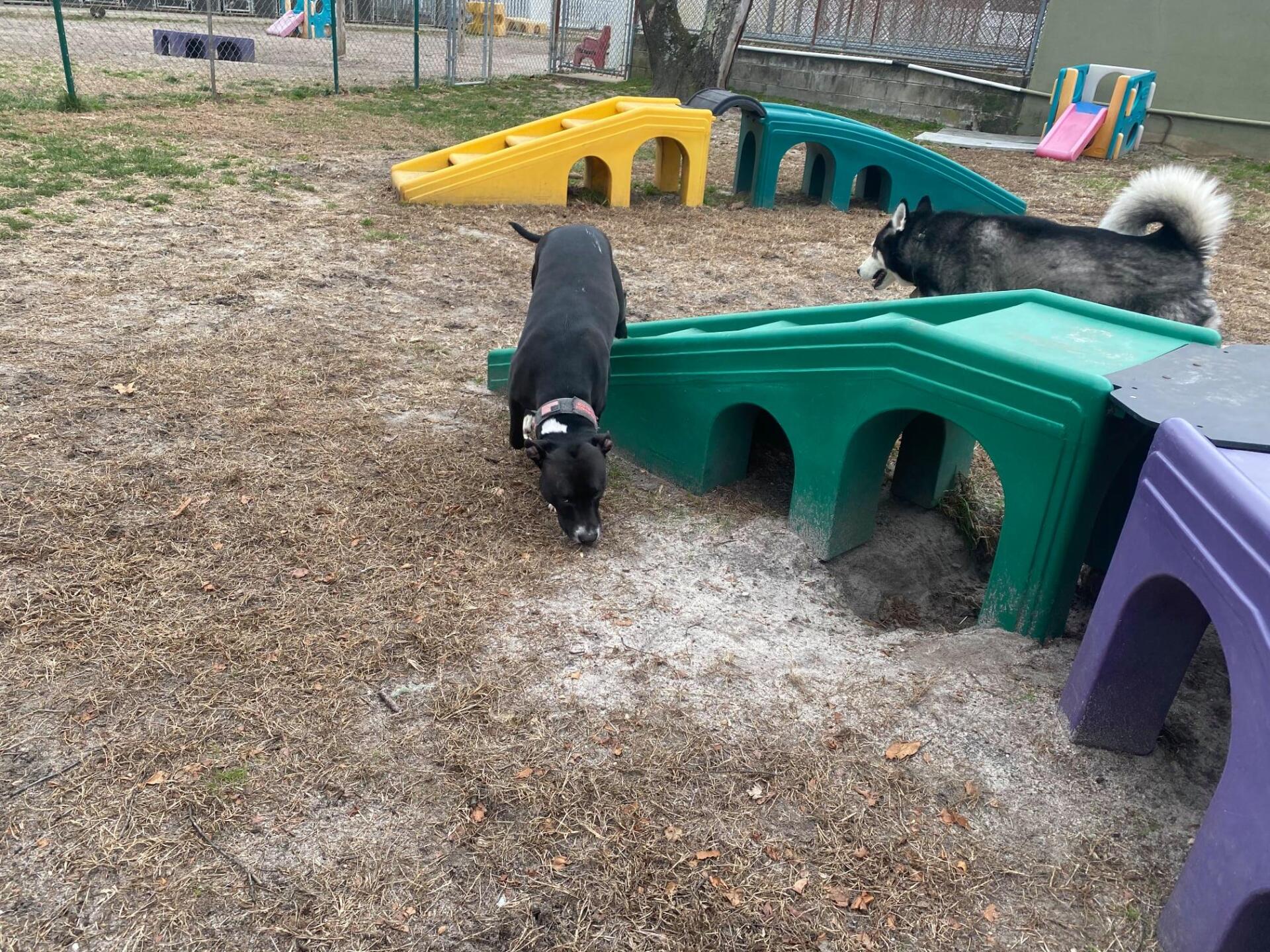 All Seasons Pet Resort Photo Gallery Freehold, NJ