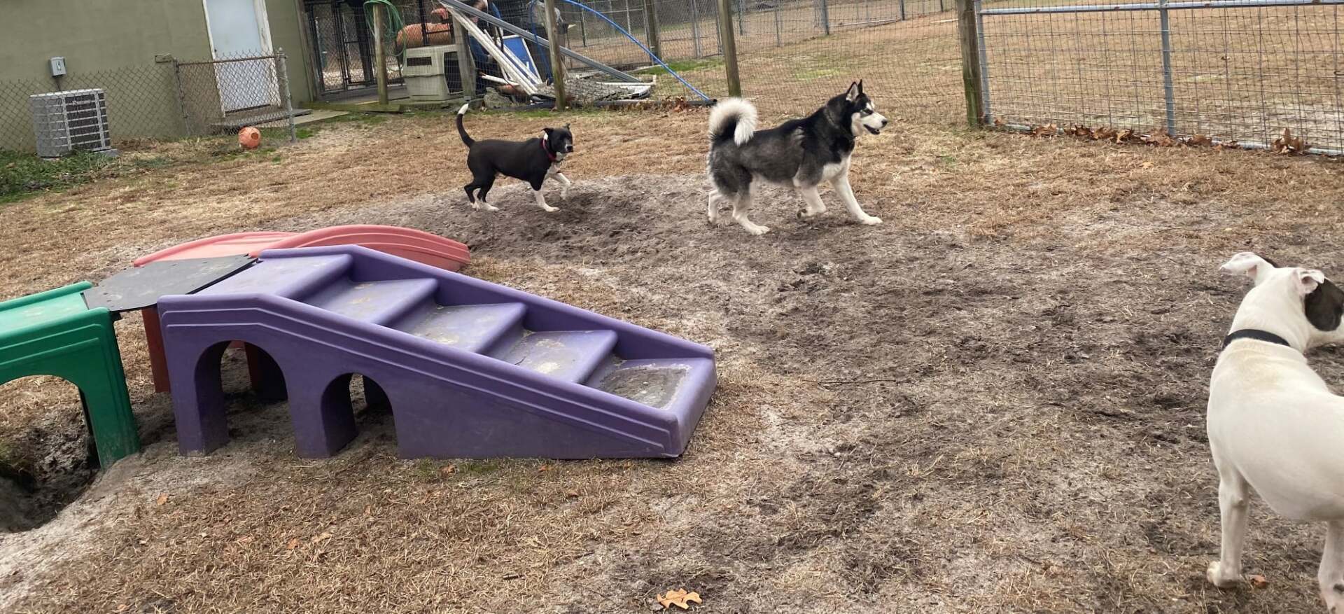 All Seasons Pet Resort Photo Gallery Freehold, NJ