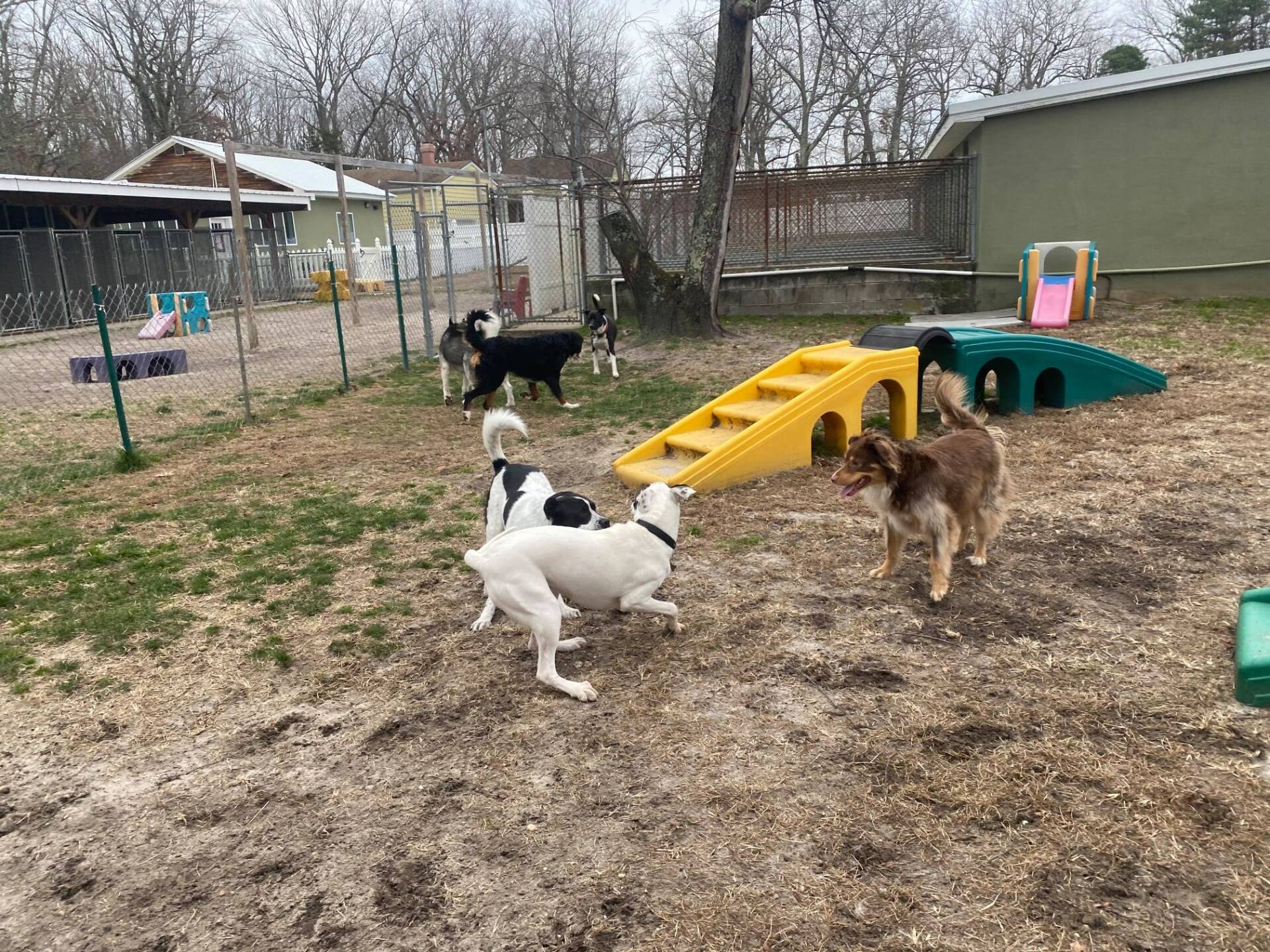 All Seasons Pet Resort Photo Gallery Freehold, NJ