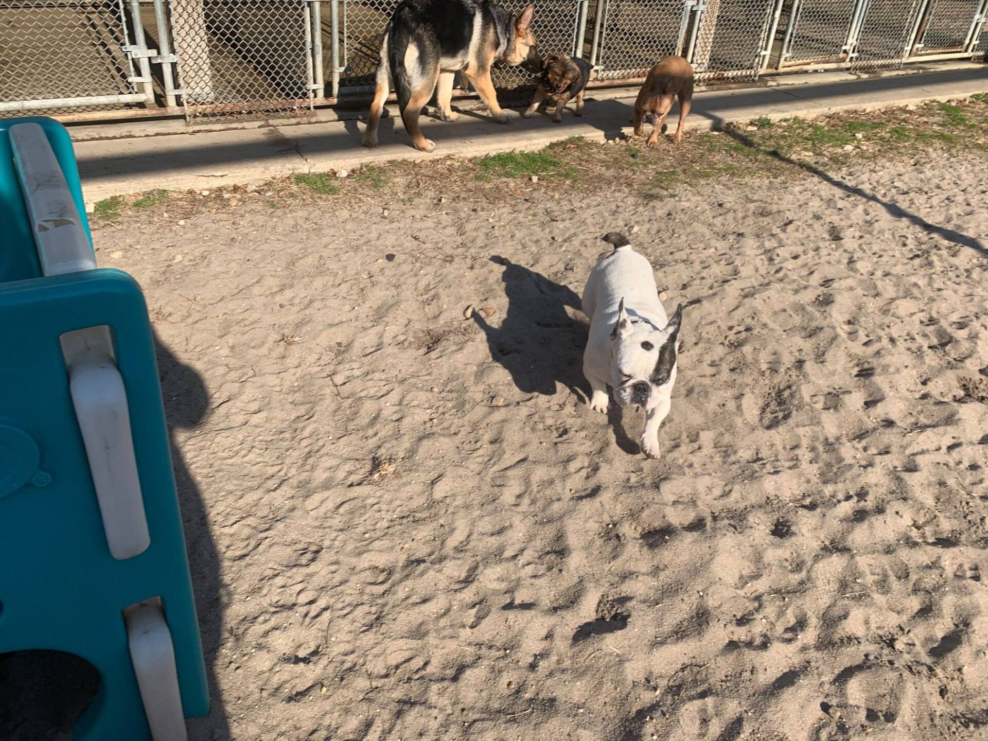 All Seasons Pet Resort Photo Gallery Freehold, NJ