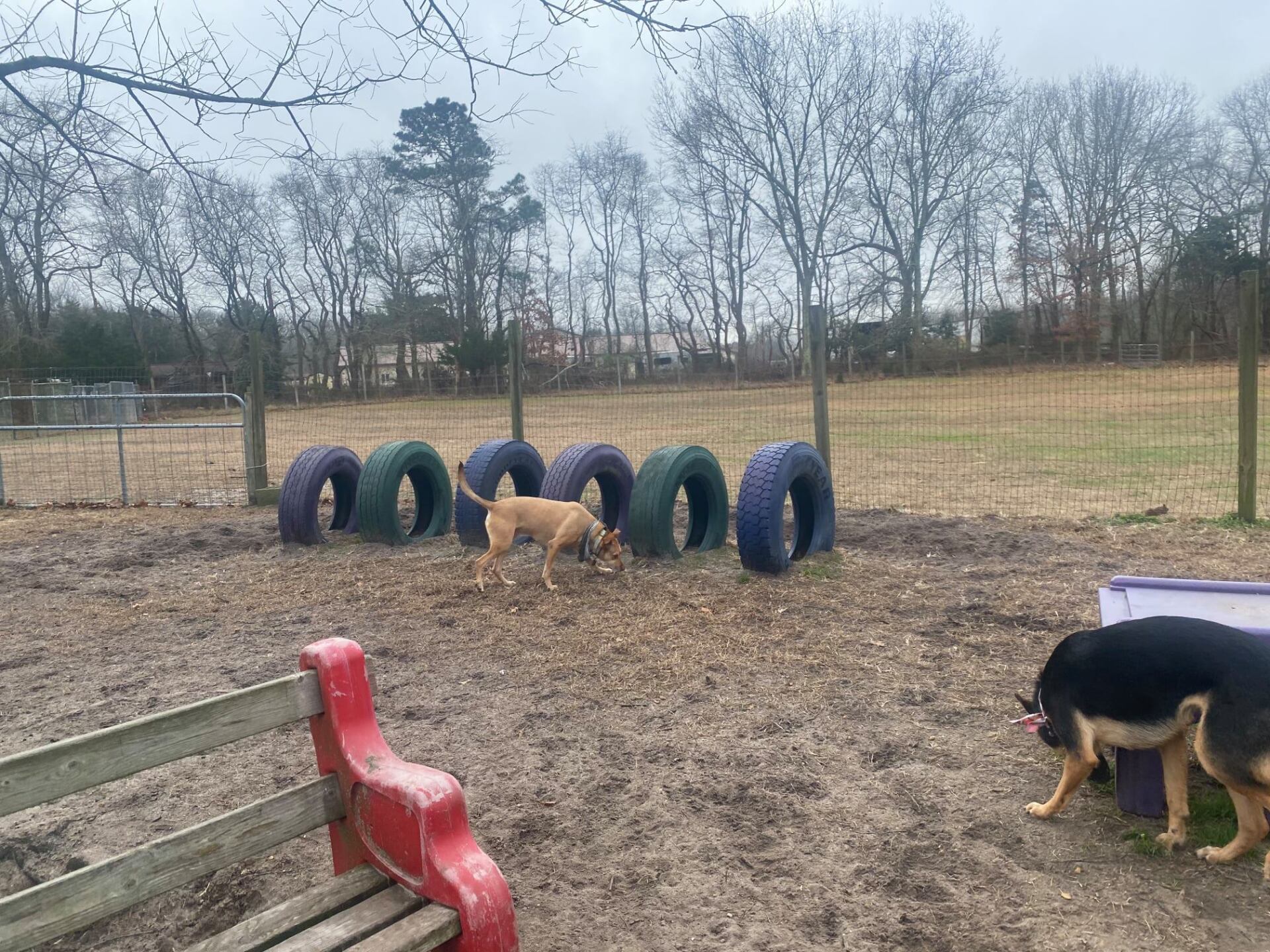 All Seasons Pet Resort Photo Gallery Freehold, NJ