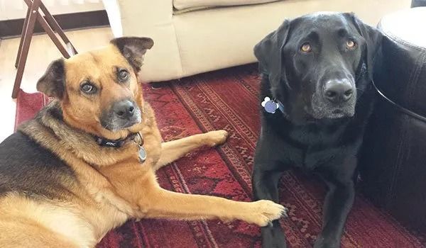 Two dogs, one tan and one black, lying on a patterned rug indoors.