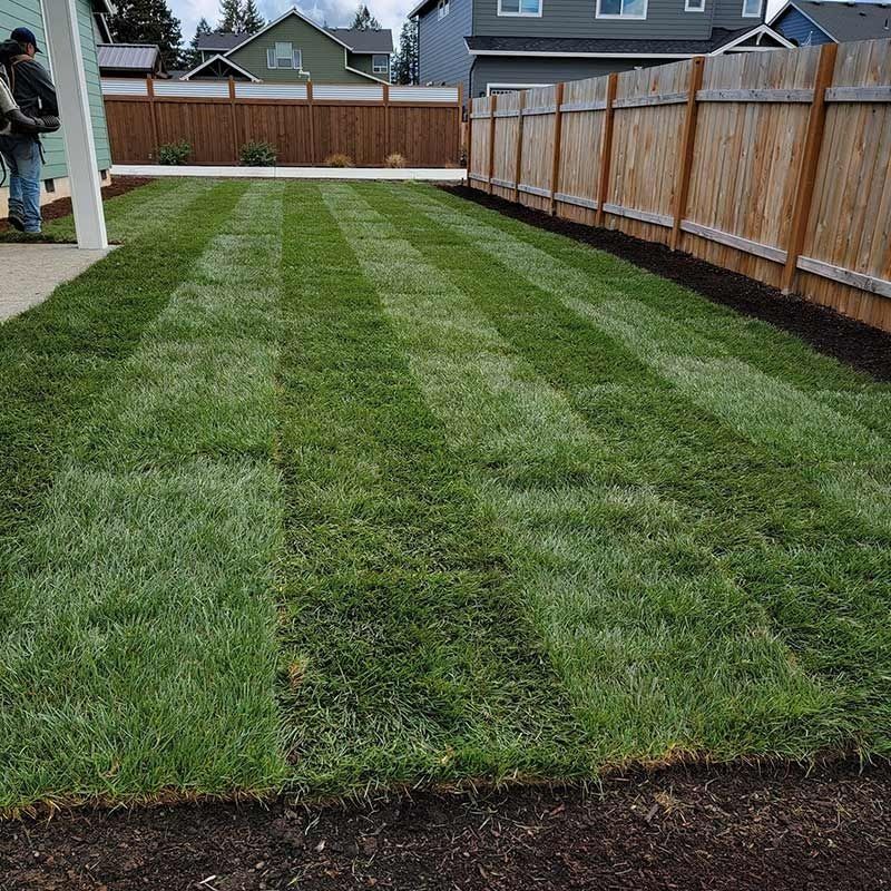 A freshly laid lawn with alternating stripes of green sod in a fenced backyard, with a person standing on the left.