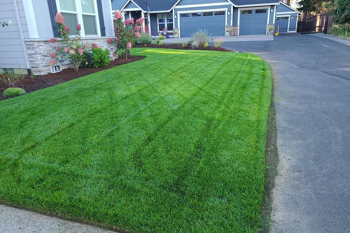 A freshly mowed, vibrant green lawn next to a paved driveway and a residential home with landscaping.