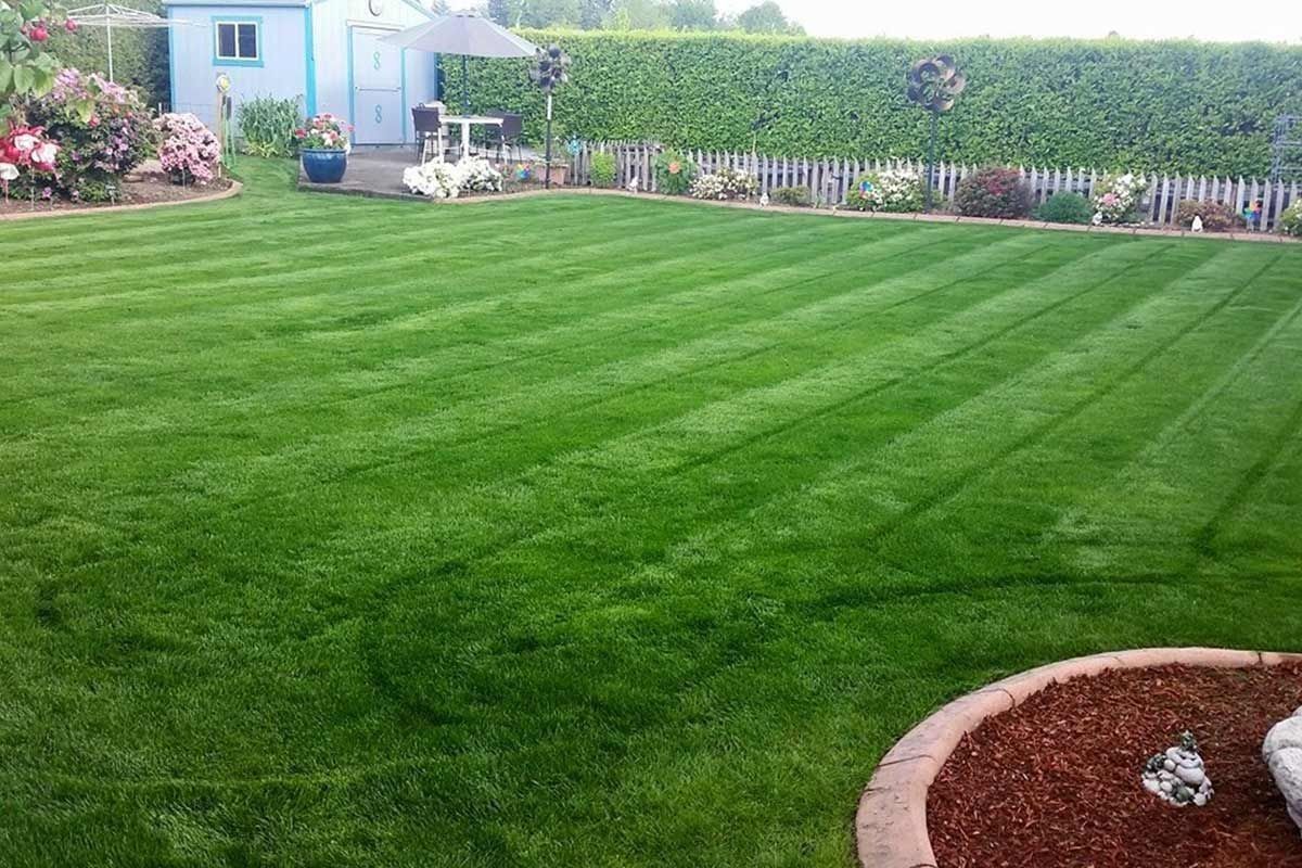 A vibrant green lawn with distinct mowing stripes, a mulch bed in the foreground, and a garden shed in the background.