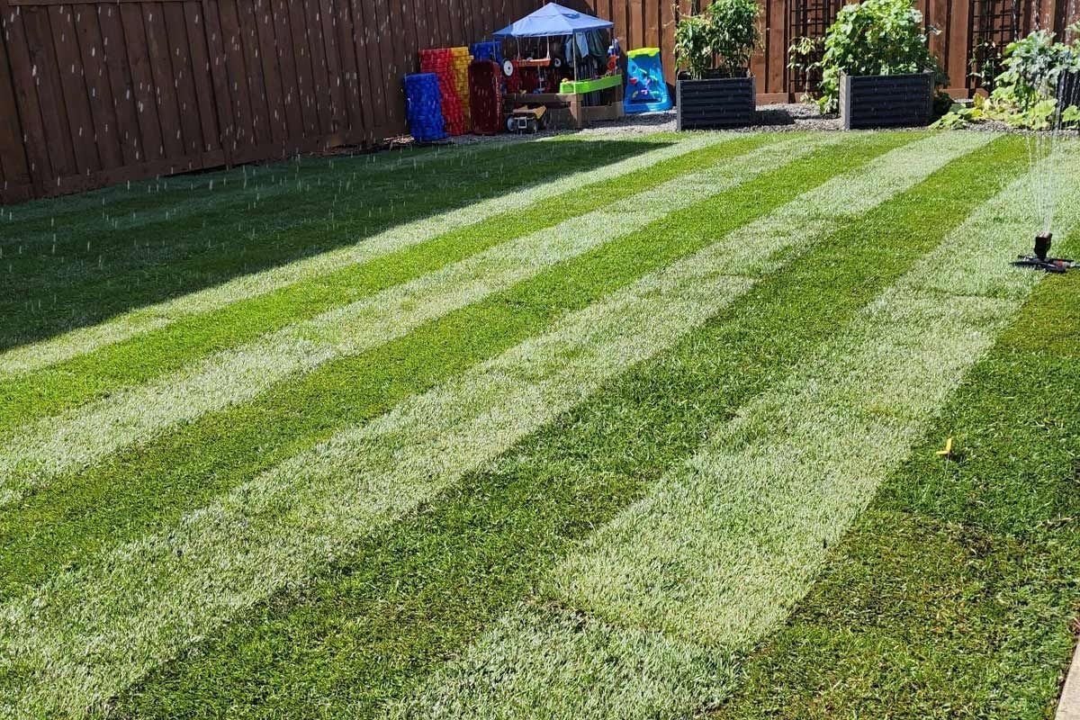 A backyard lawn with light and dark green stripes from mowing, with a fence and planters in the background.