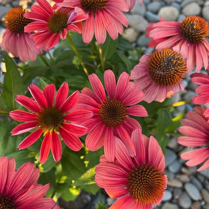 A cluster of vibrant pink coneflowers with dark, textured orange centers, growing against a background of smooth stones.