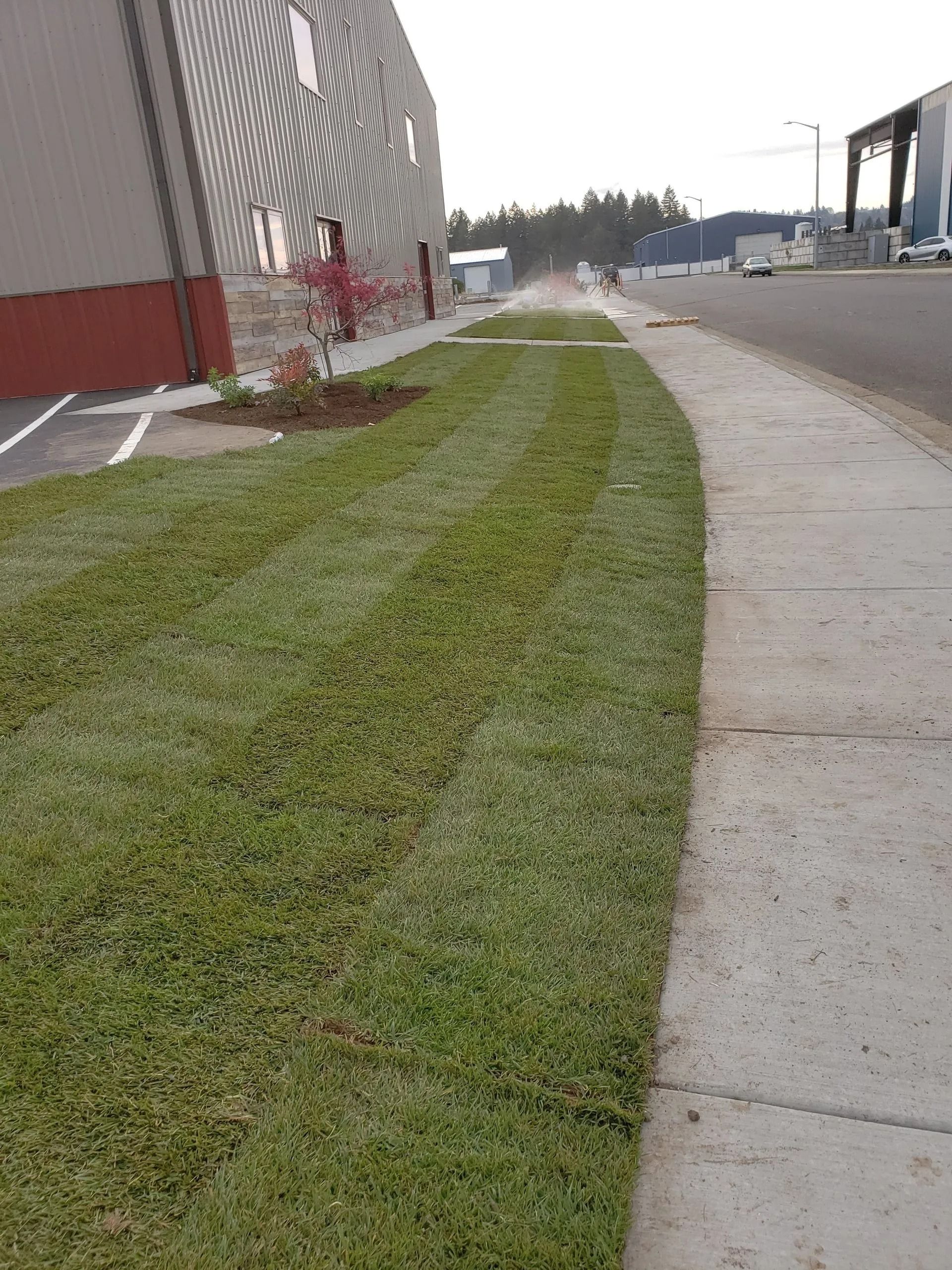A freshly laid strip of sod lawn borders a sidewalk next to a commercial building with a grey and red exterior.