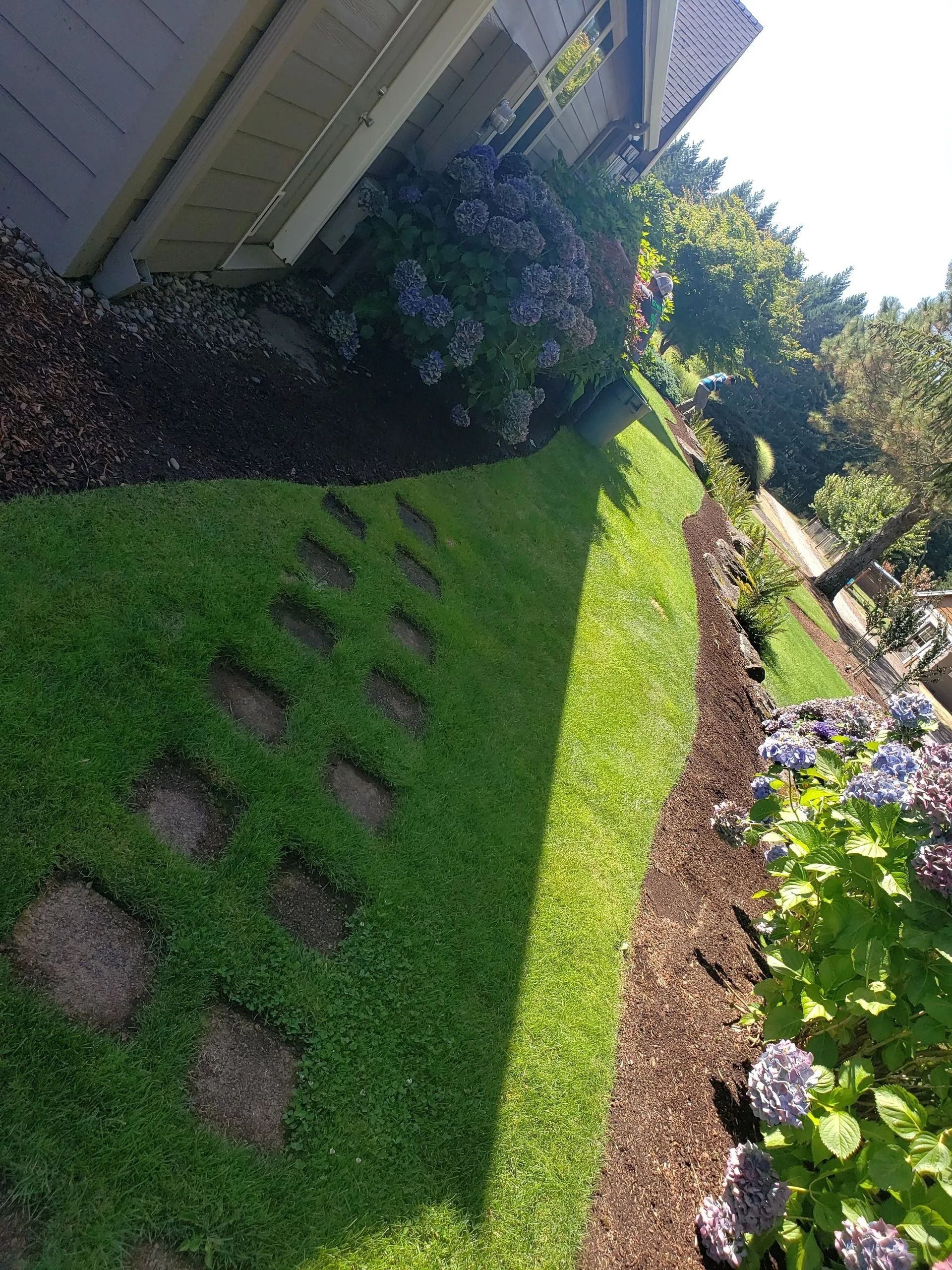 A side yard with a grass lawn, square stone stepping stones, mulch beds, and blooming hydrangea bushes.