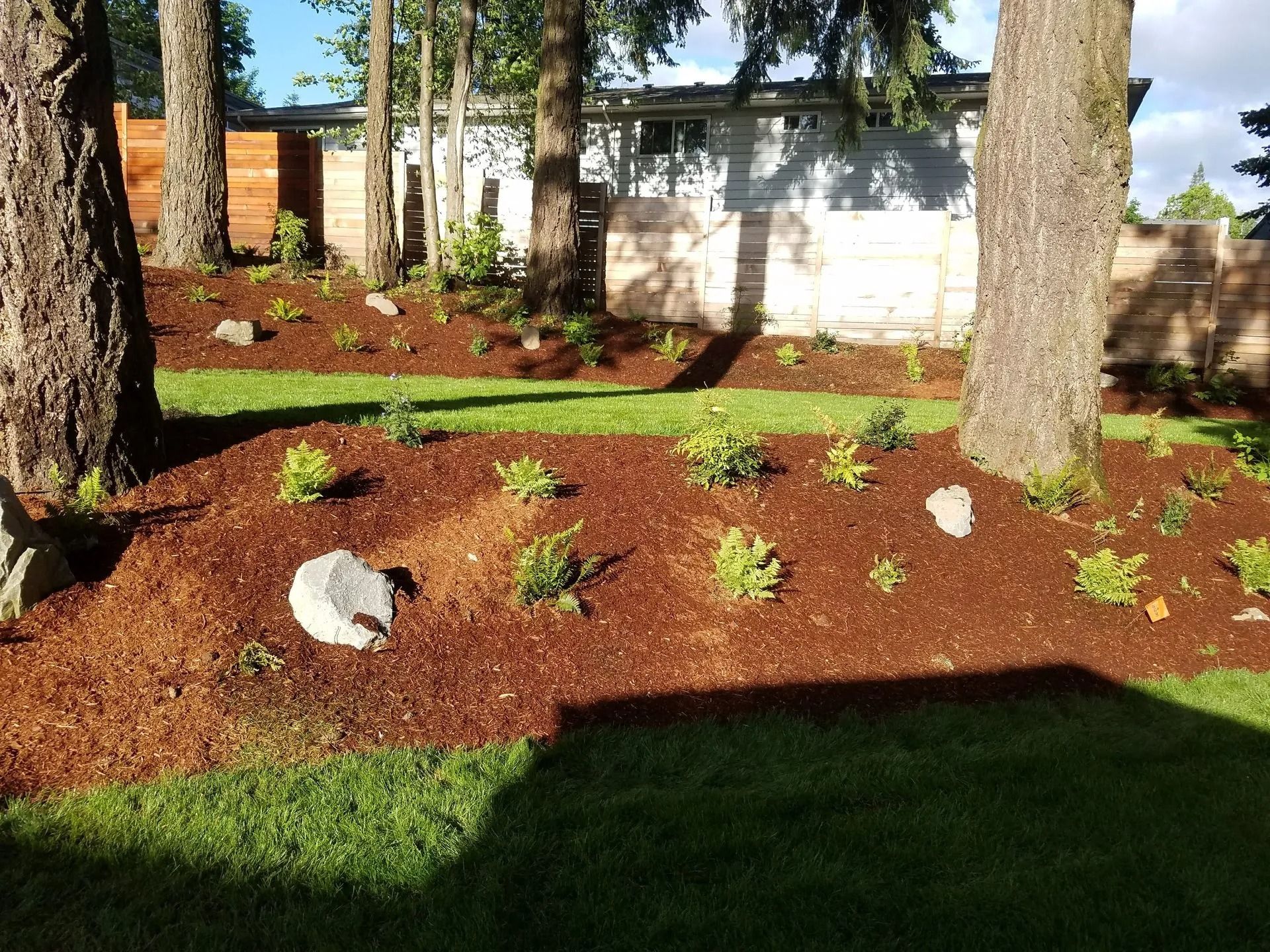 A tiered residential backyard with green grass, mulch-covered garden beds, small ferns, and large trees against a fence.