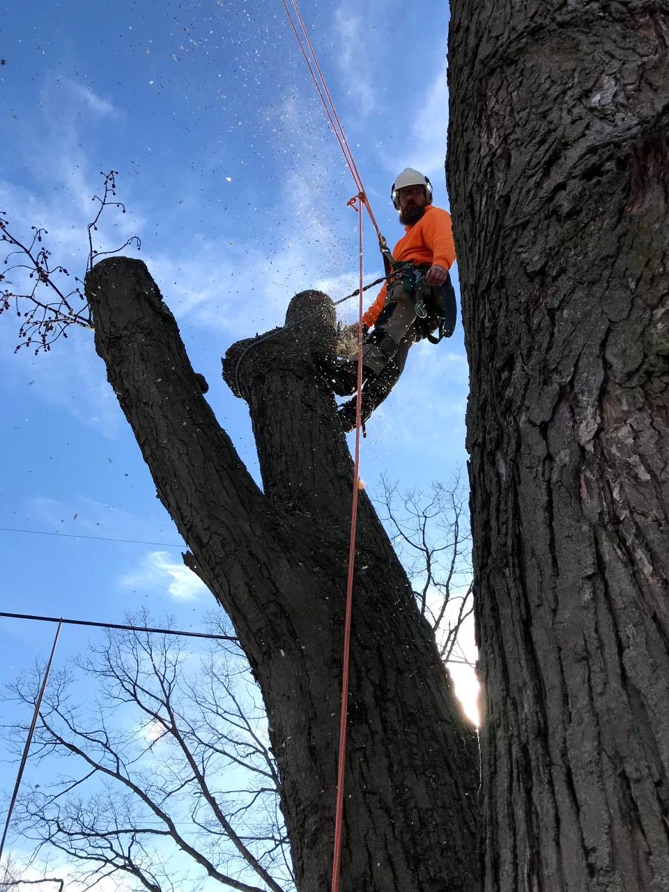 A man is climbing up a tree with a rope.