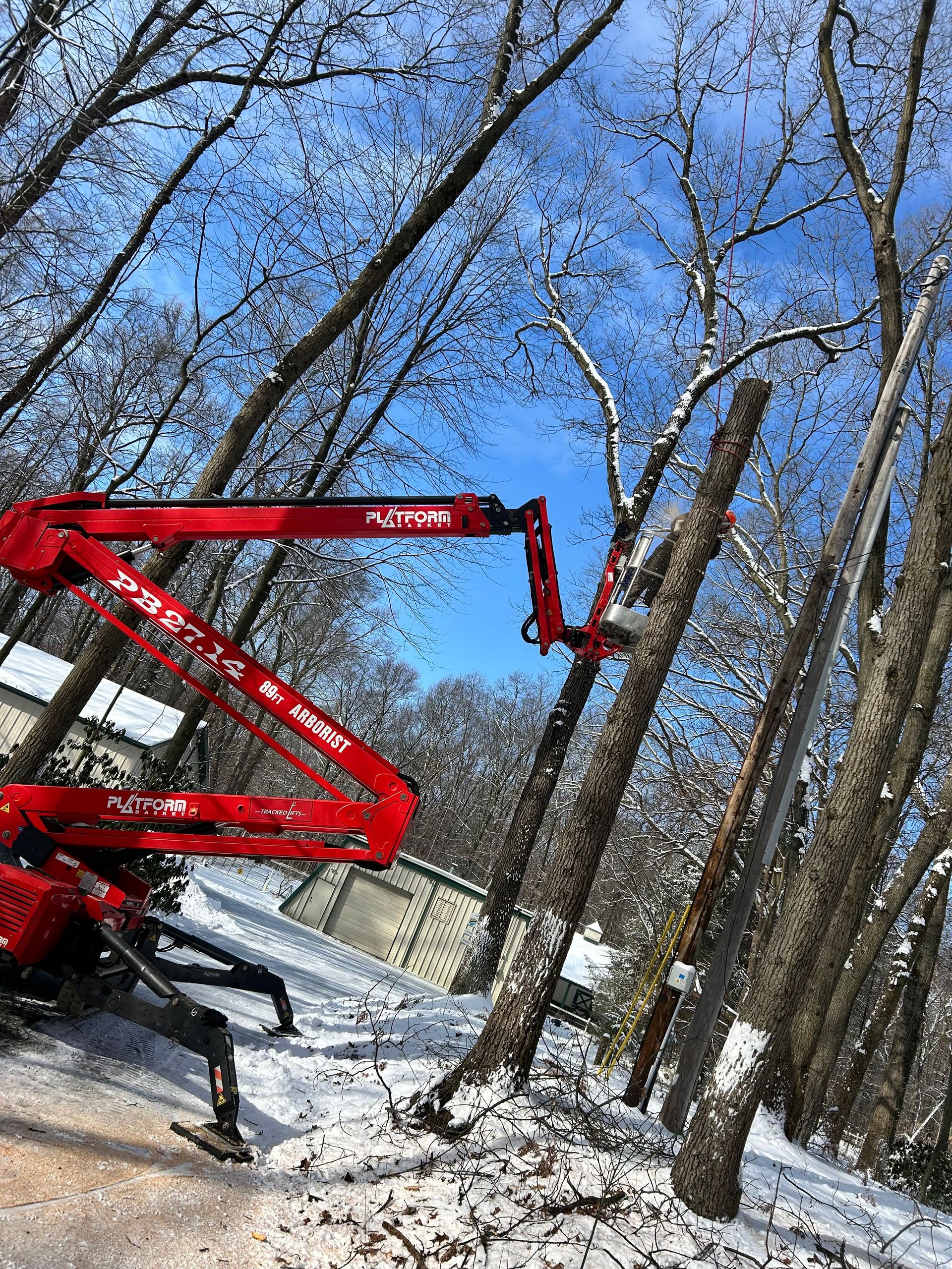 A red crane is cutting a tree in the woods.