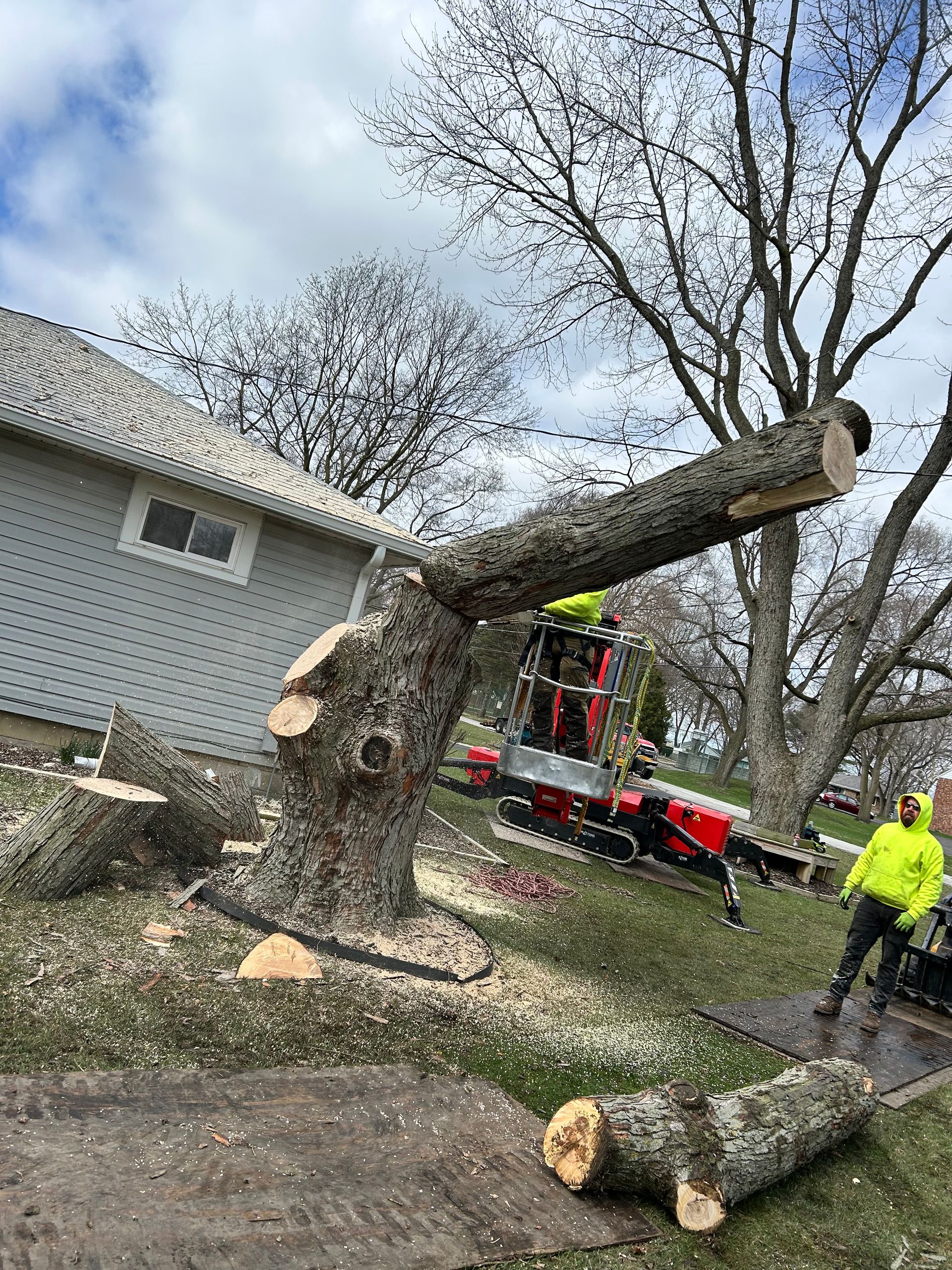 A tree is being cut down by a chainsaw in front of a house.