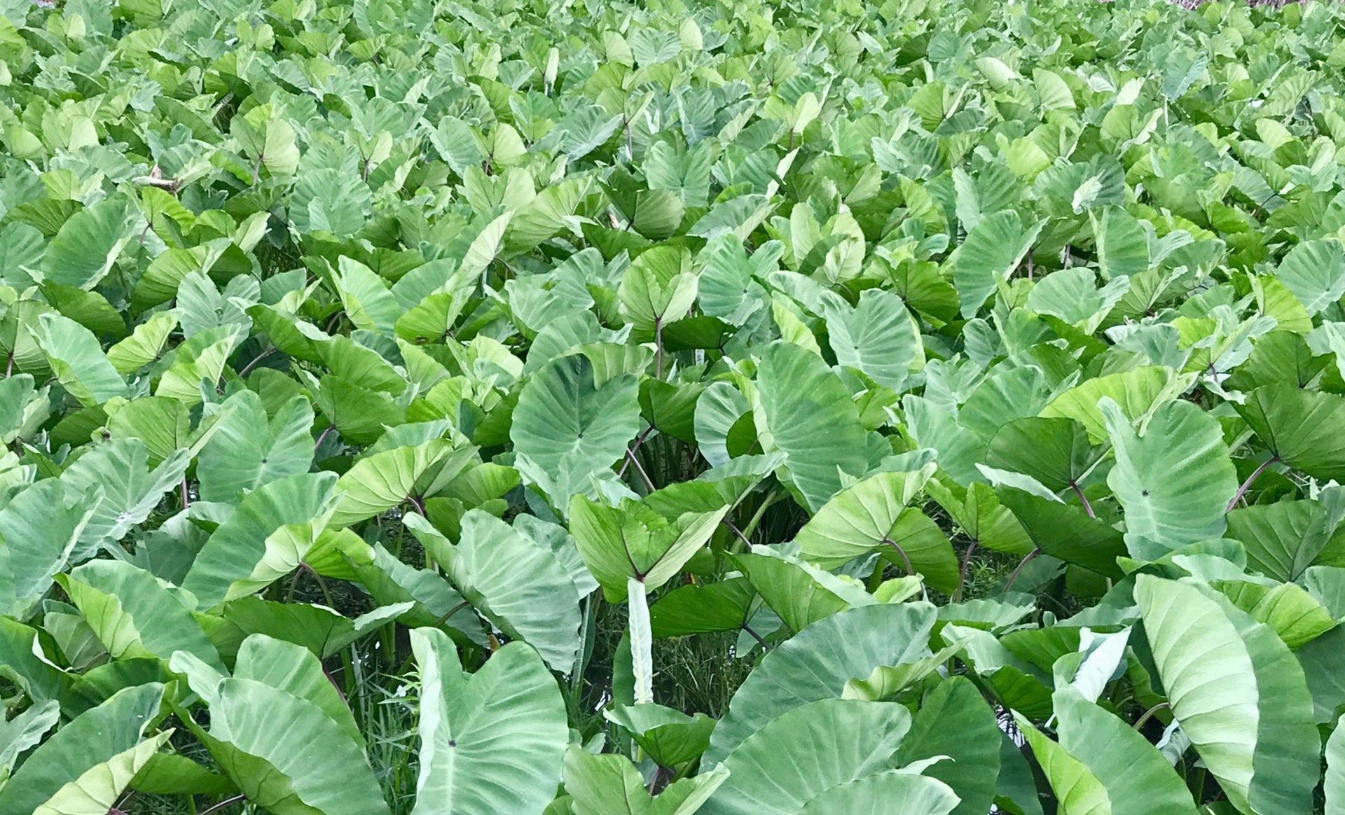Wong's Products LLC photo 1 in Kaneohe