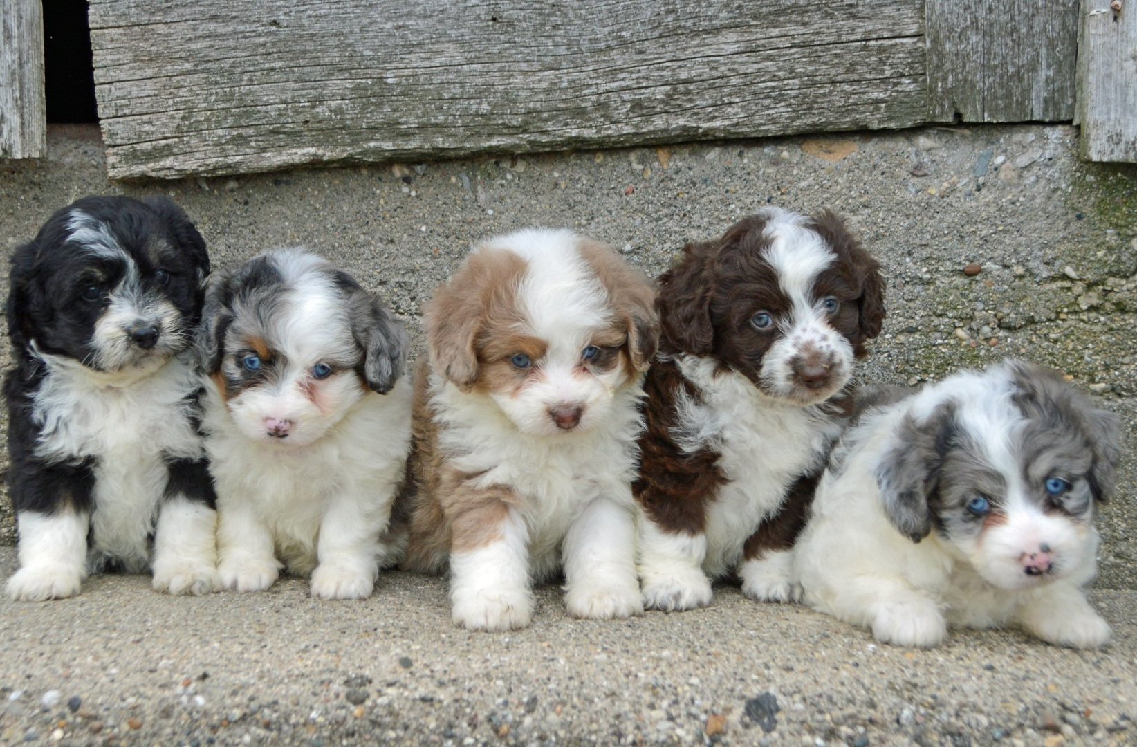 Central Illinois Puppyland Dog Adoption Arthur, IL