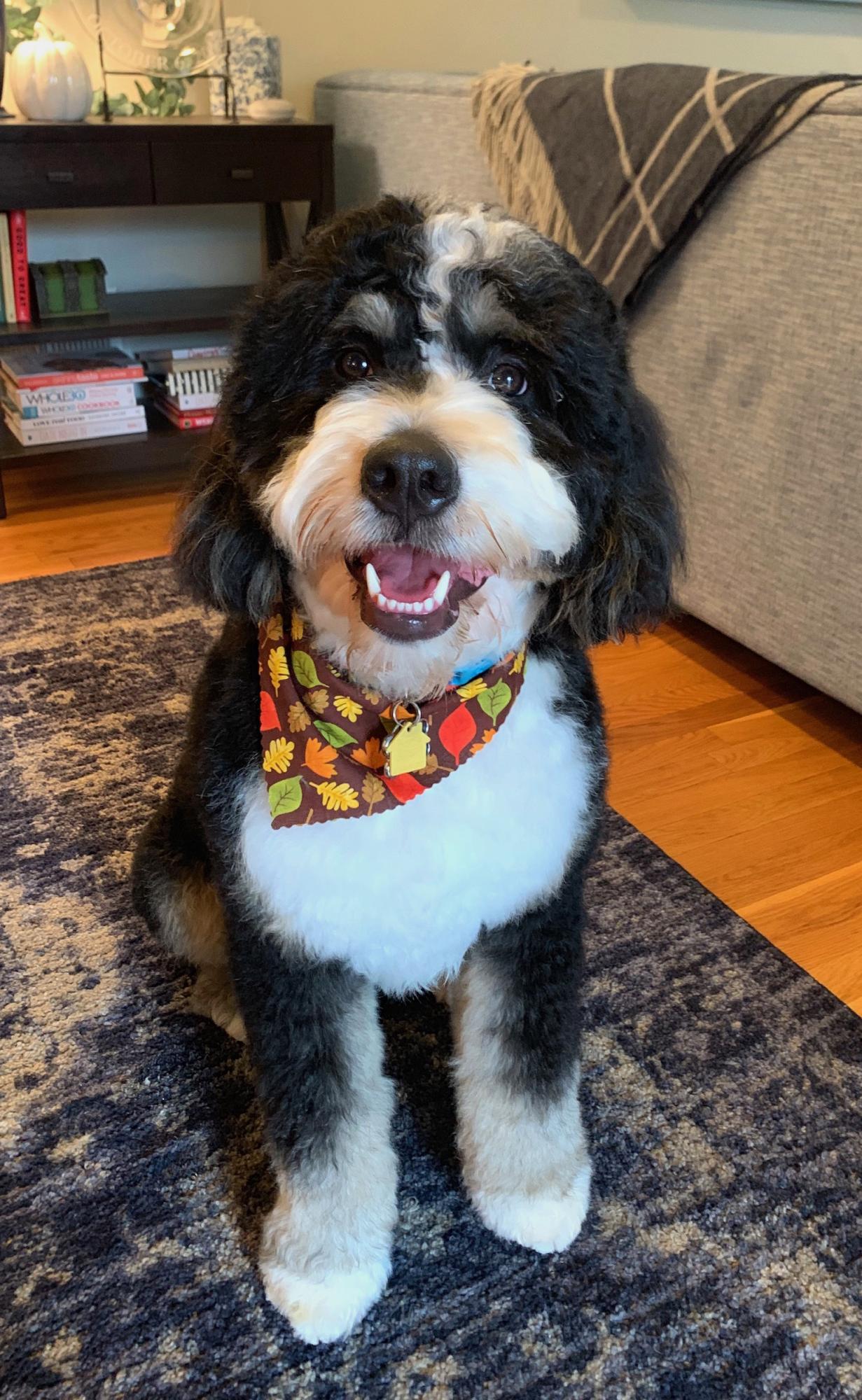Bernedoodle Puppies for Adoption Arthur, IL