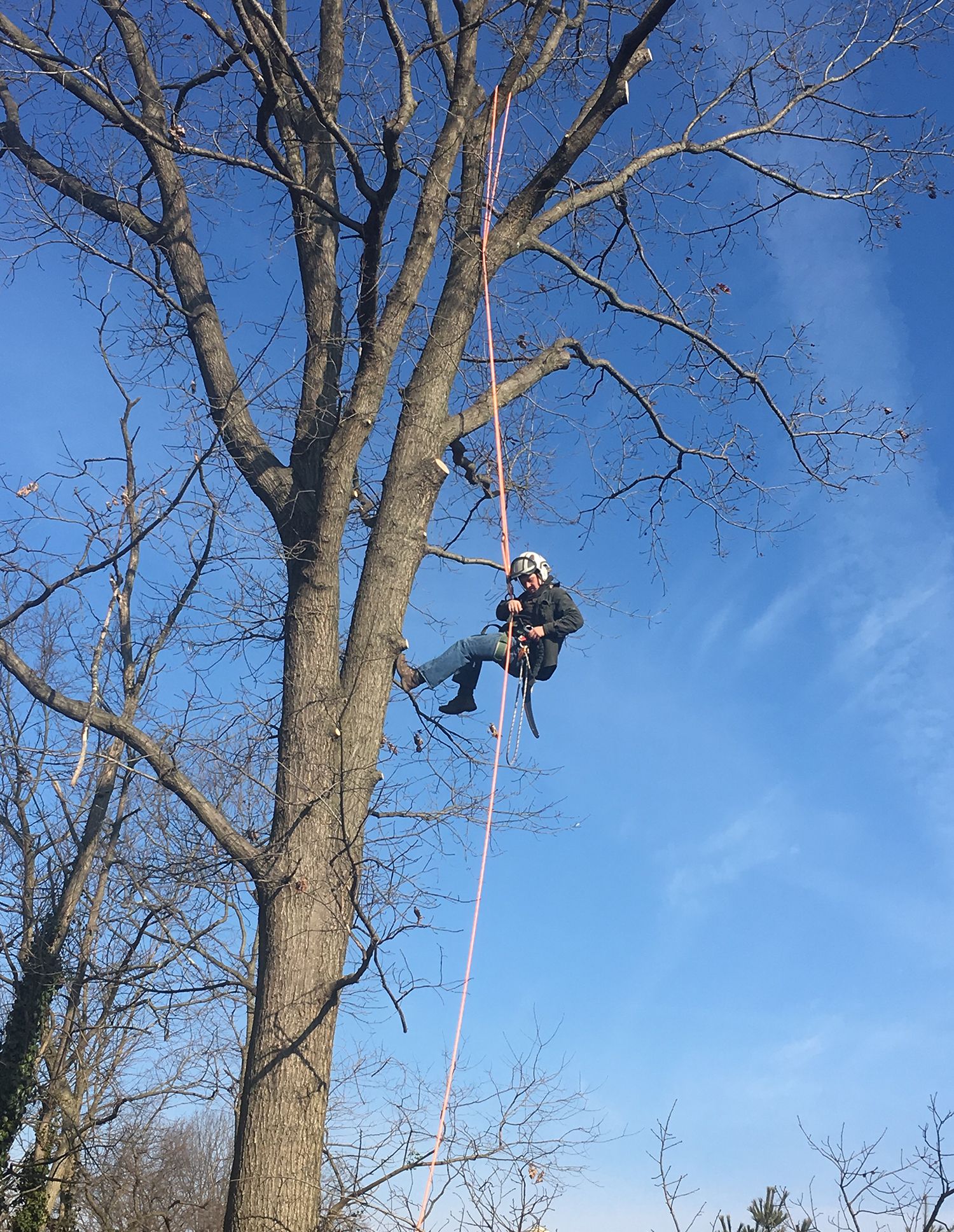 Tree Services Carlisle, PA Mechanicsburg, PA Woodlawn