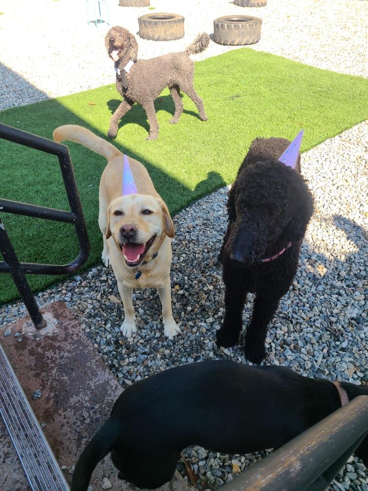 Pet Boarding Vernon, CT