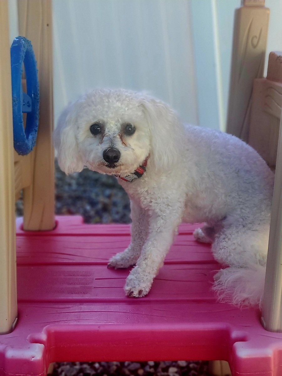 Pet Boarding | Vernon, CT