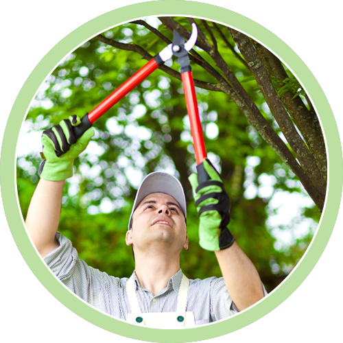 Shorewood Tree Service Tree Care Watertown, MN