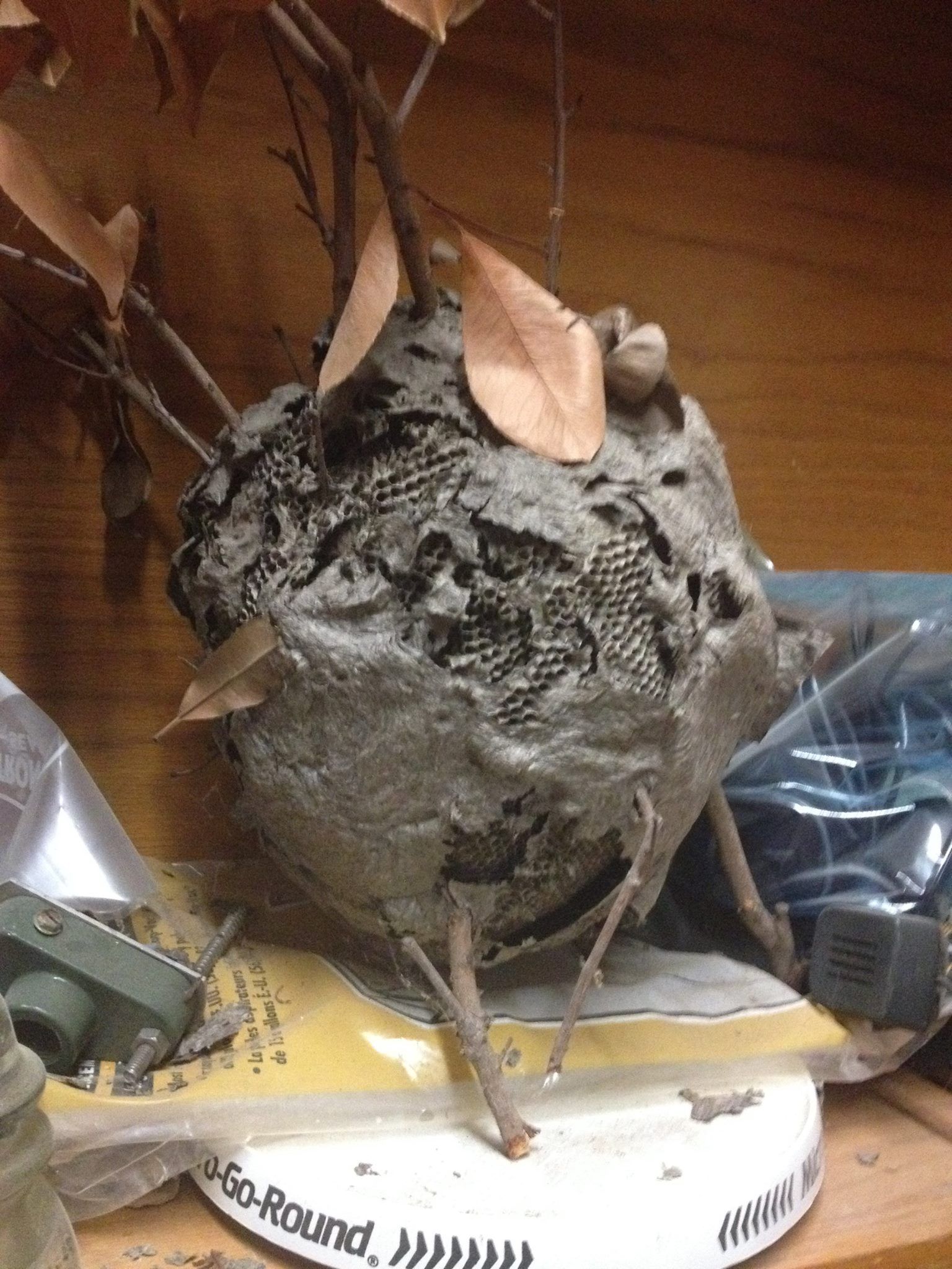 Commercial Pest Control Seguin, TX | New Braunfels, TX