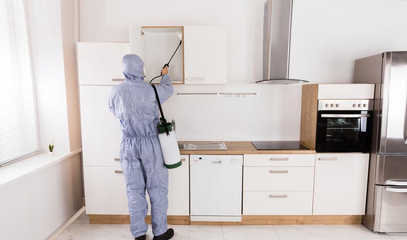 Cal King Pest Control | Rodent Control | Yuba City, CA