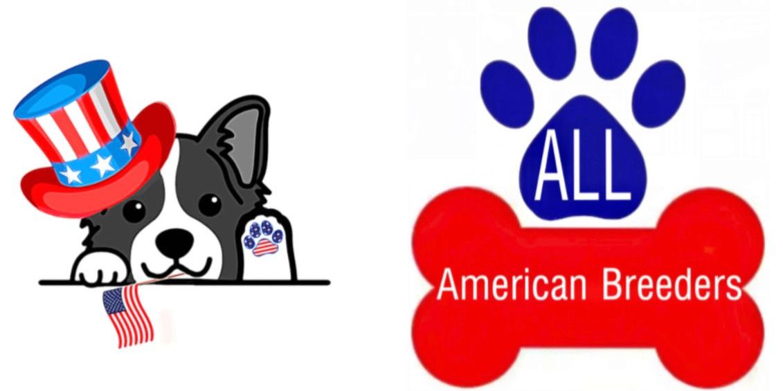 Dog Breeders All American Breeders Stamford, CT ** Puppies for