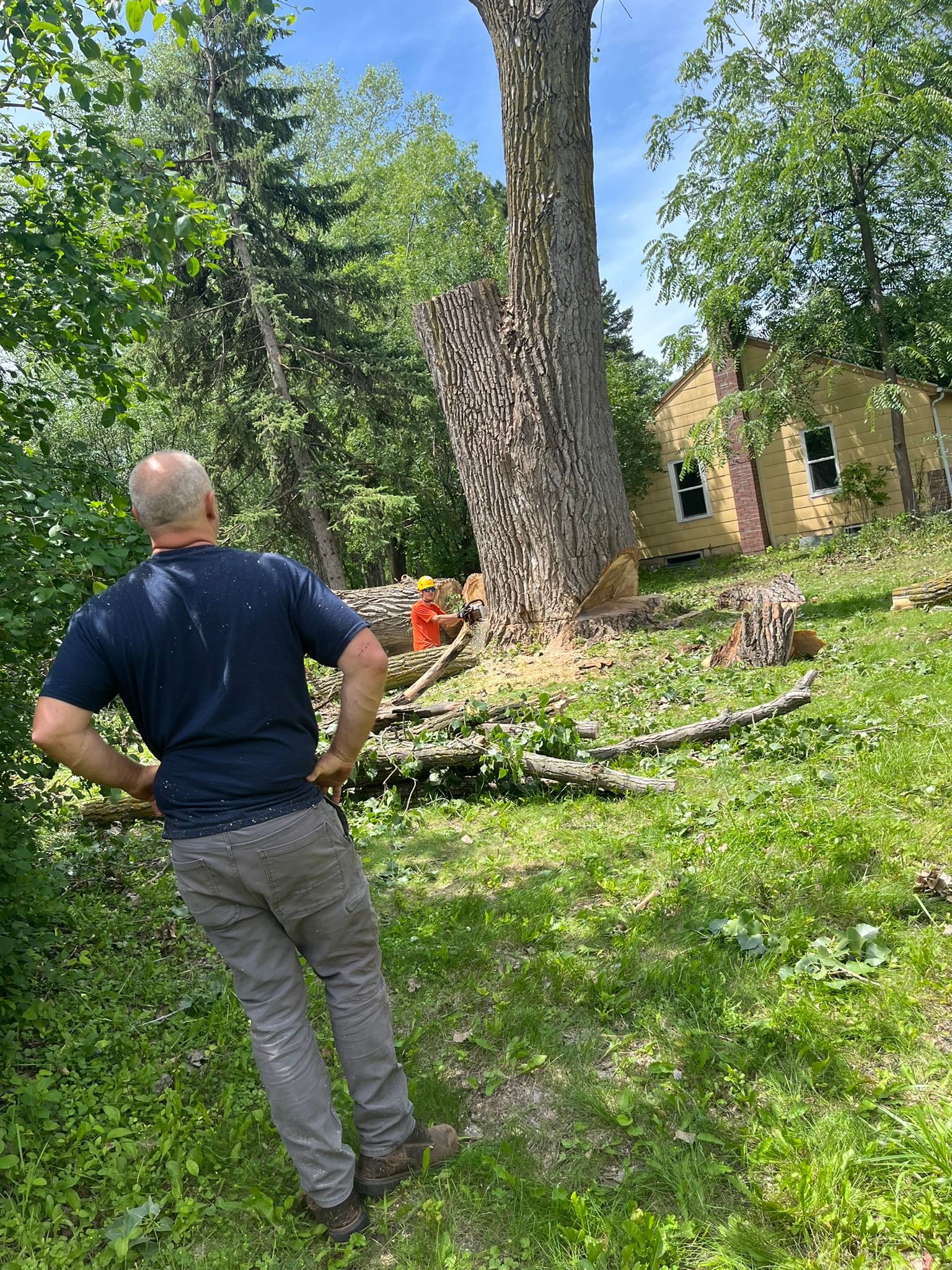Steve's Quality Tree Service Gallery | Twin Cities