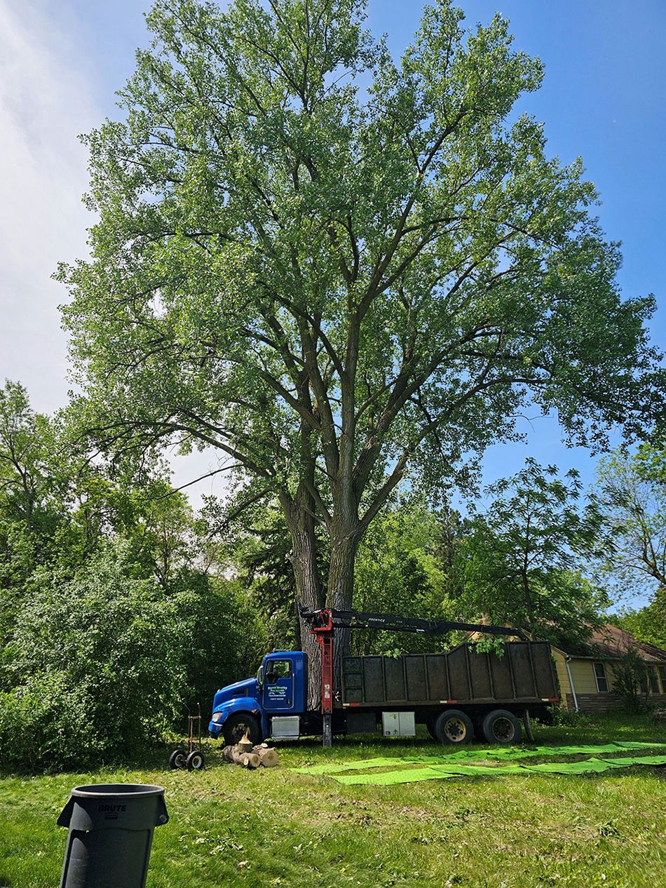 Tree Removal | Steve's Quality Tree Service | Twin Cities