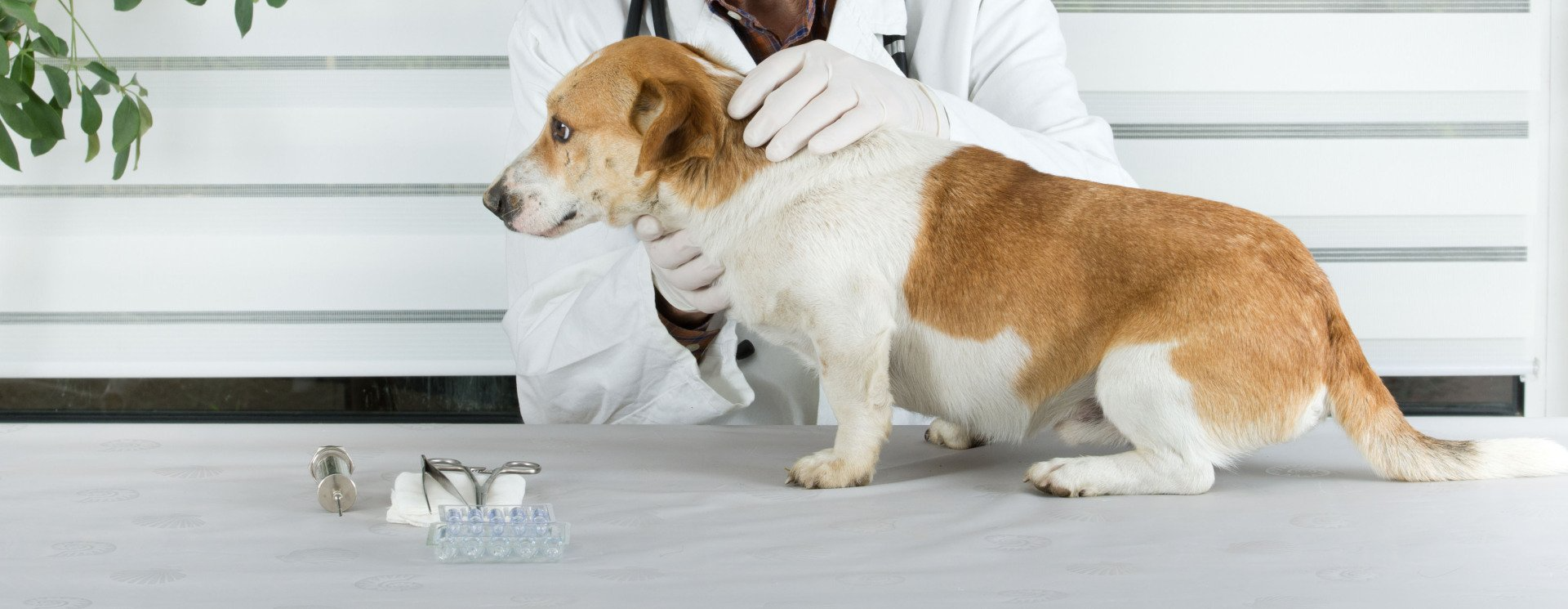 Animal Care Clinic of Hibbing Veterinarian Hibbing MN