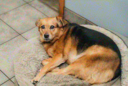 A brown and black dog is laying on a dog bed.