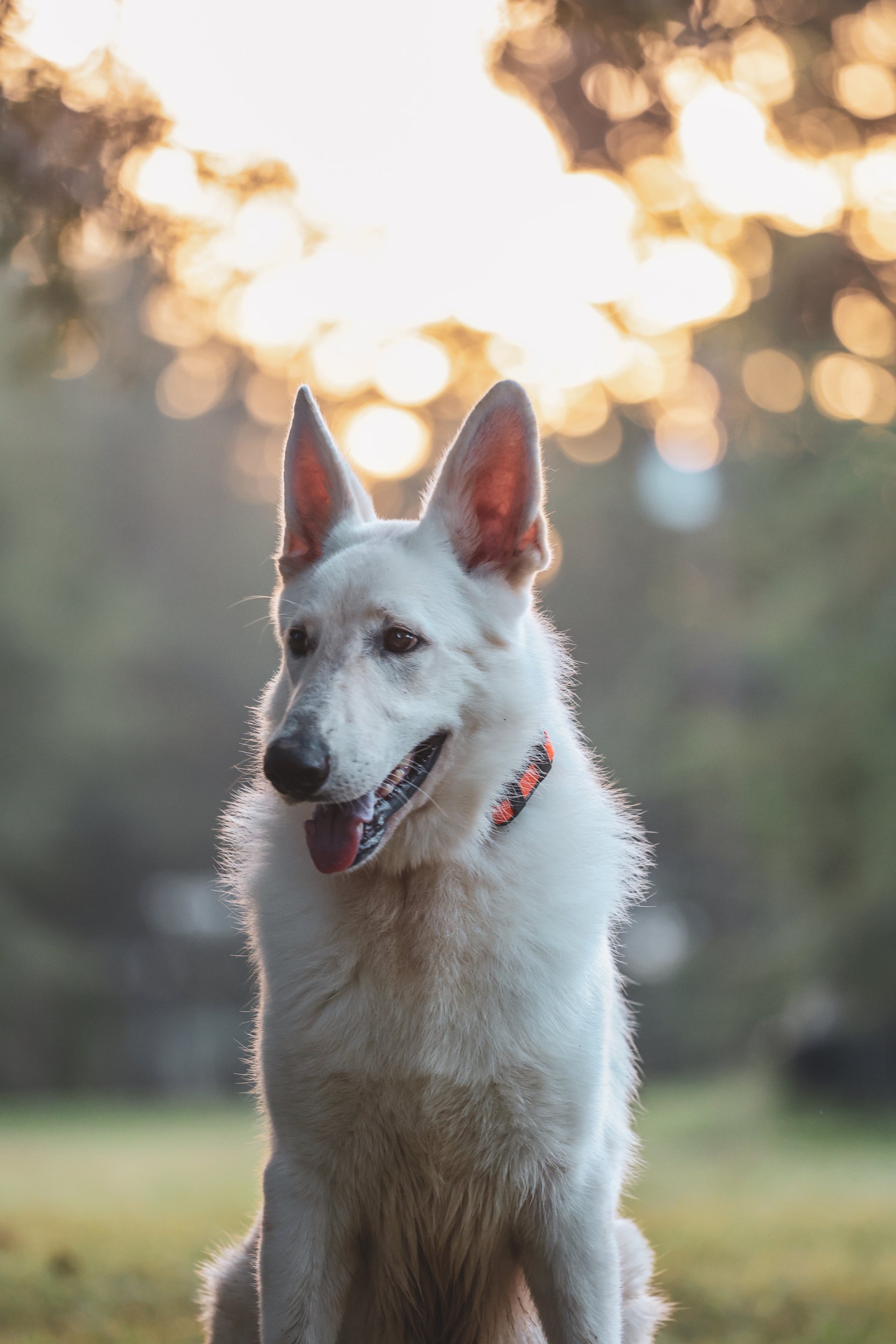 East Texas Elite Kennels Dog Trainers Gilmer, TX