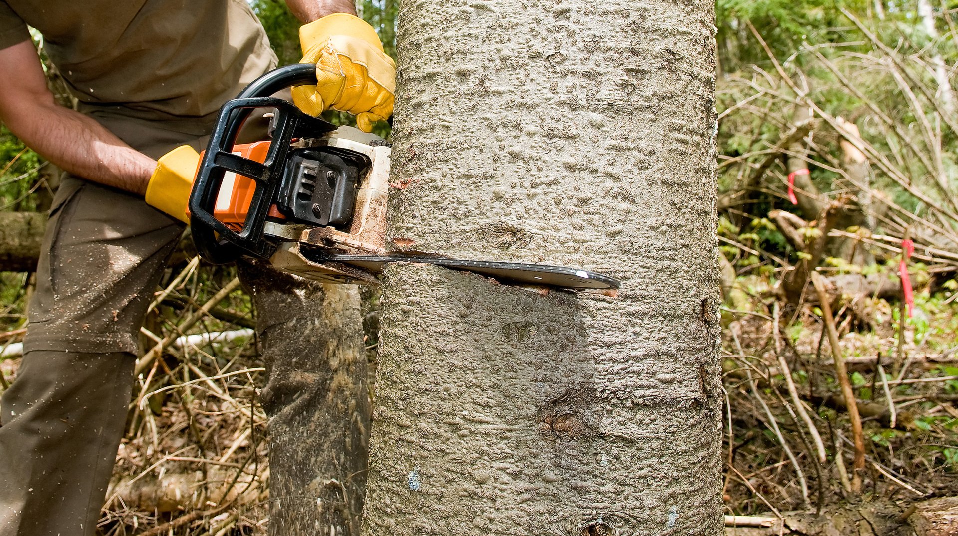 Specialist Tree Service Tree Removal Houston, TX