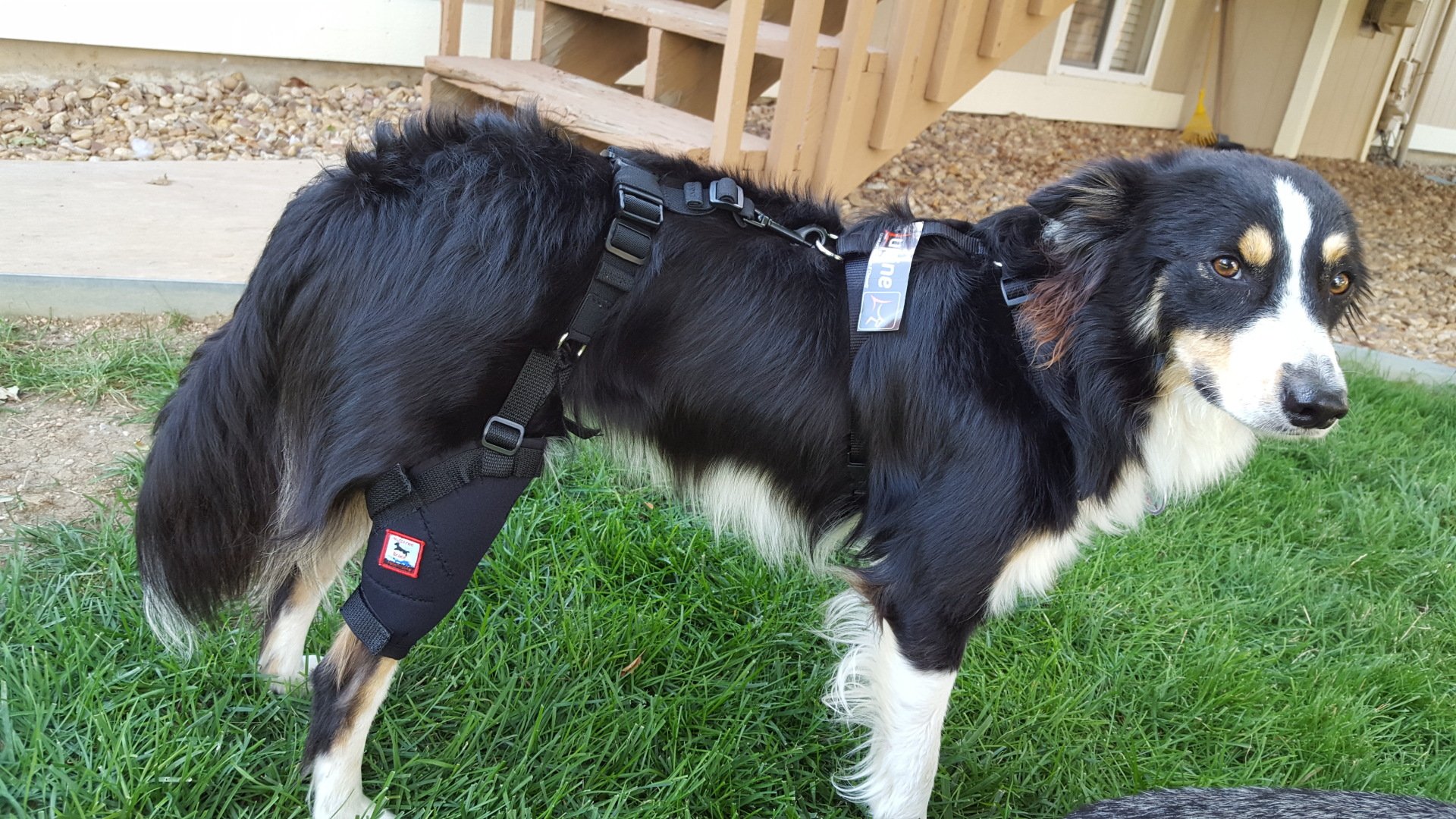 Custom Dog Orthopedics MuttKnee Brace Red Feather Lakes CO