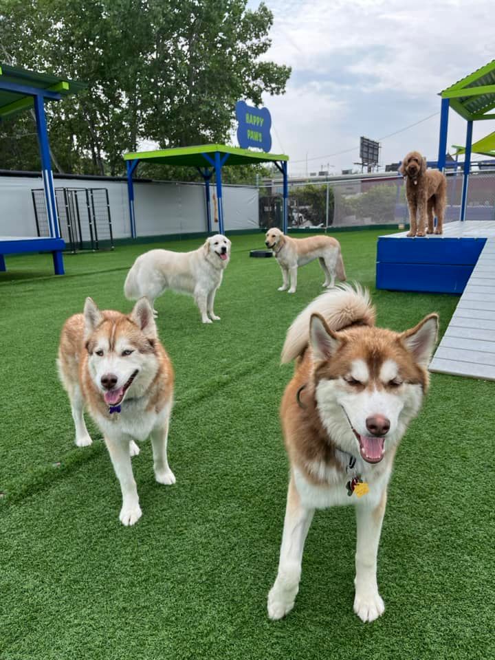 Dog Boarding Milwaukee, WI Happy Paws Grooming & Daycare